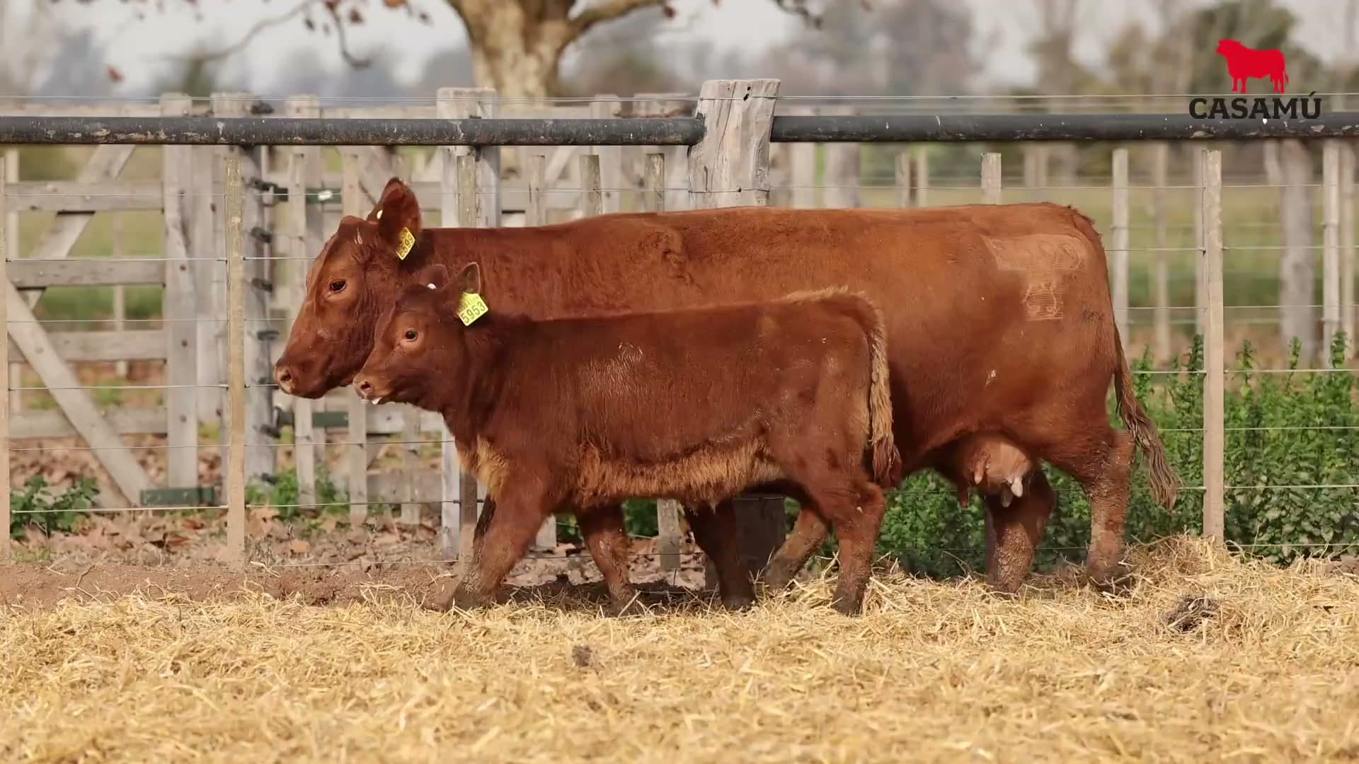 Vaca RP E599 · Lote 49