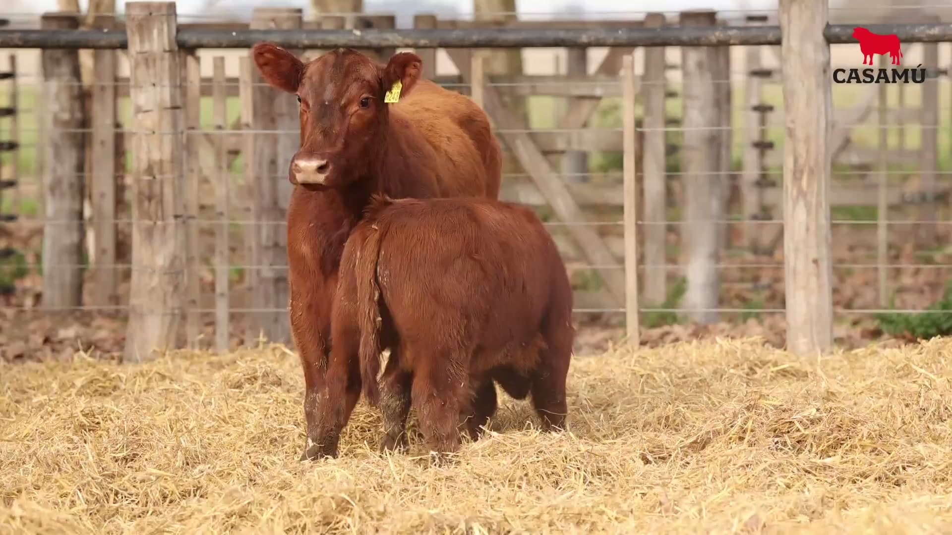 Vaca RP H243 · Lote 54