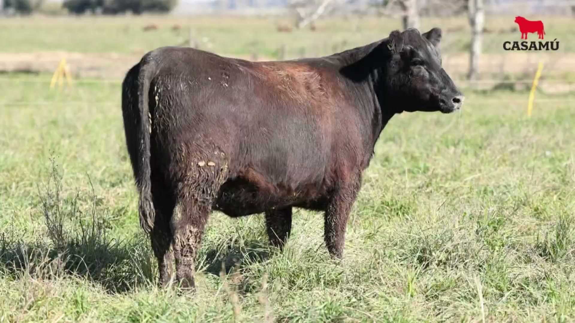 Vaquillona RP 5027 · Lote 69