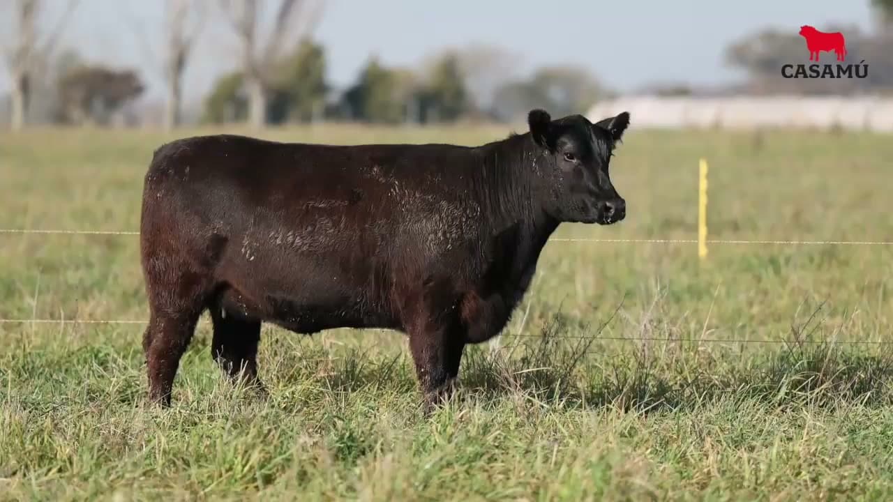 Vaquillona RP 5375 · Lote 75
