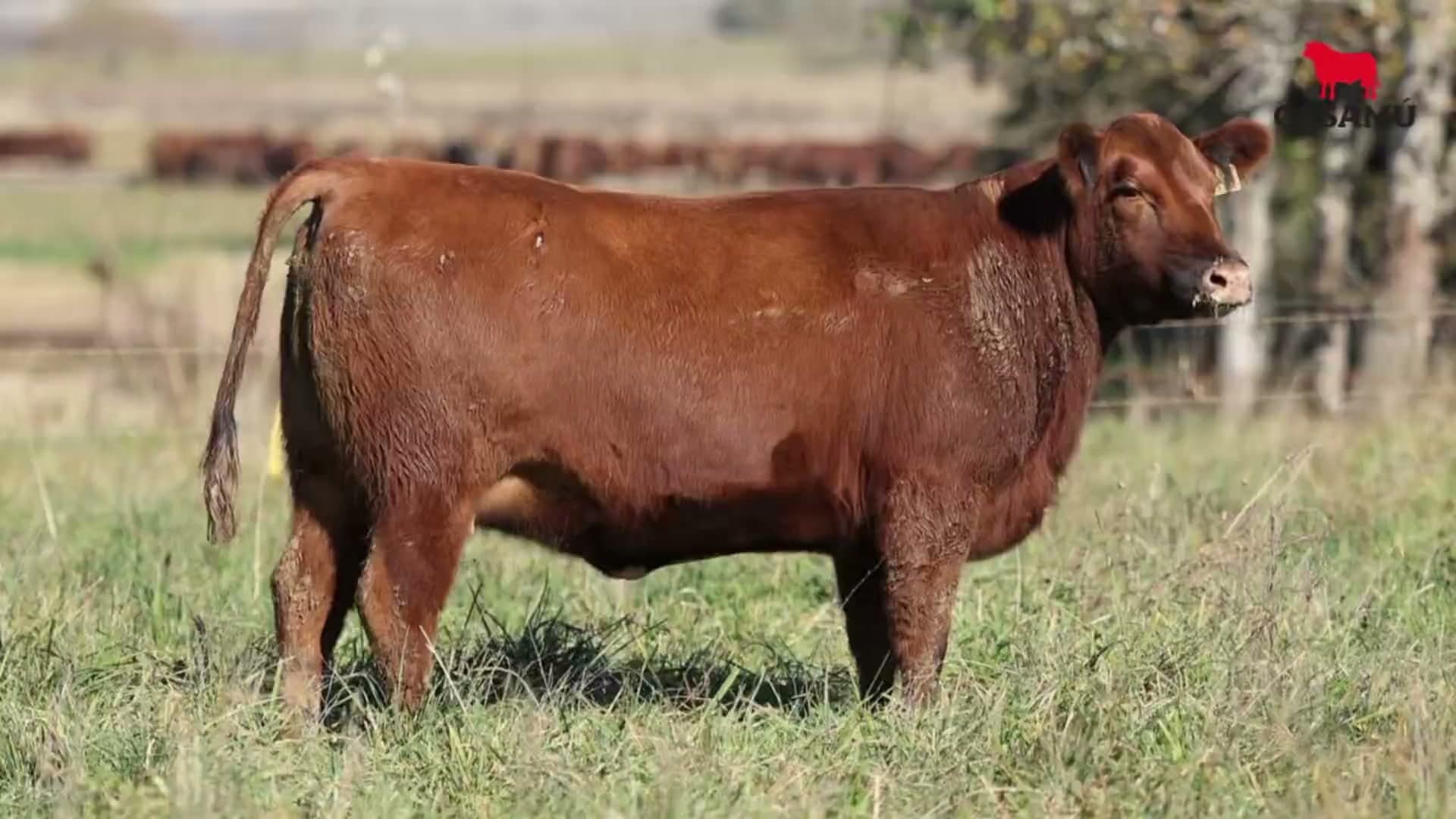 Vaquillona RP 5373 · Lote 71