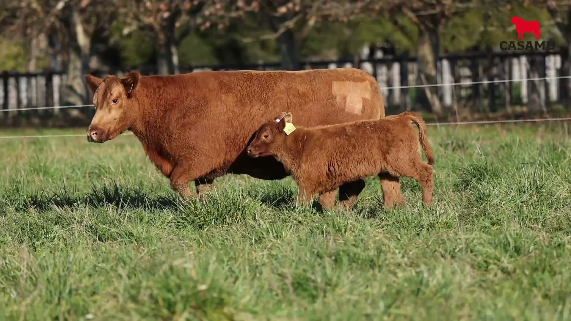 Vaca RP G603 · Lote 47