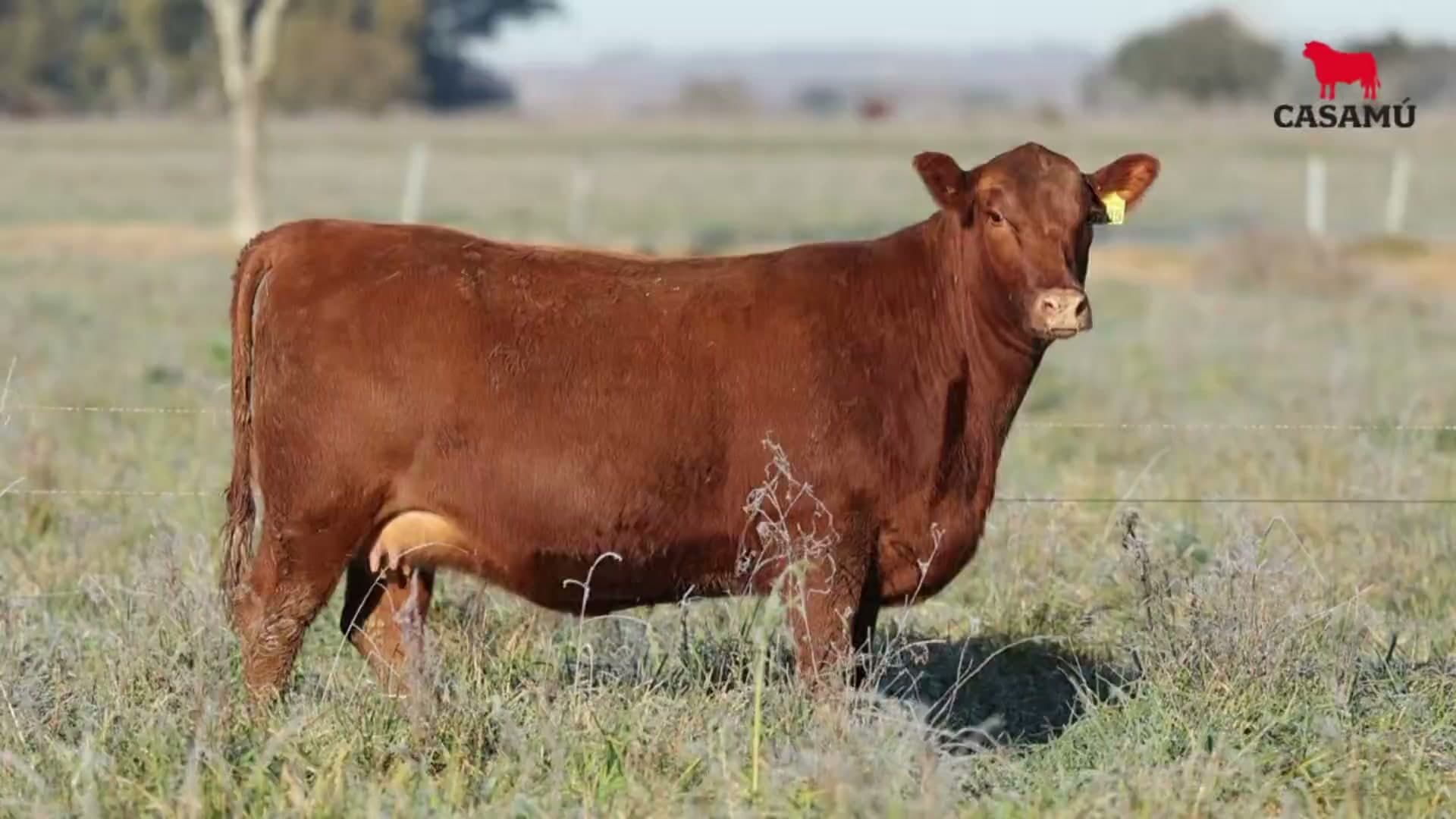 Vaquillona RP 5205 · Lote 63