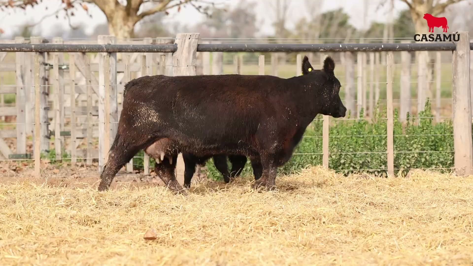 Vaca RP H265 · Lote 58