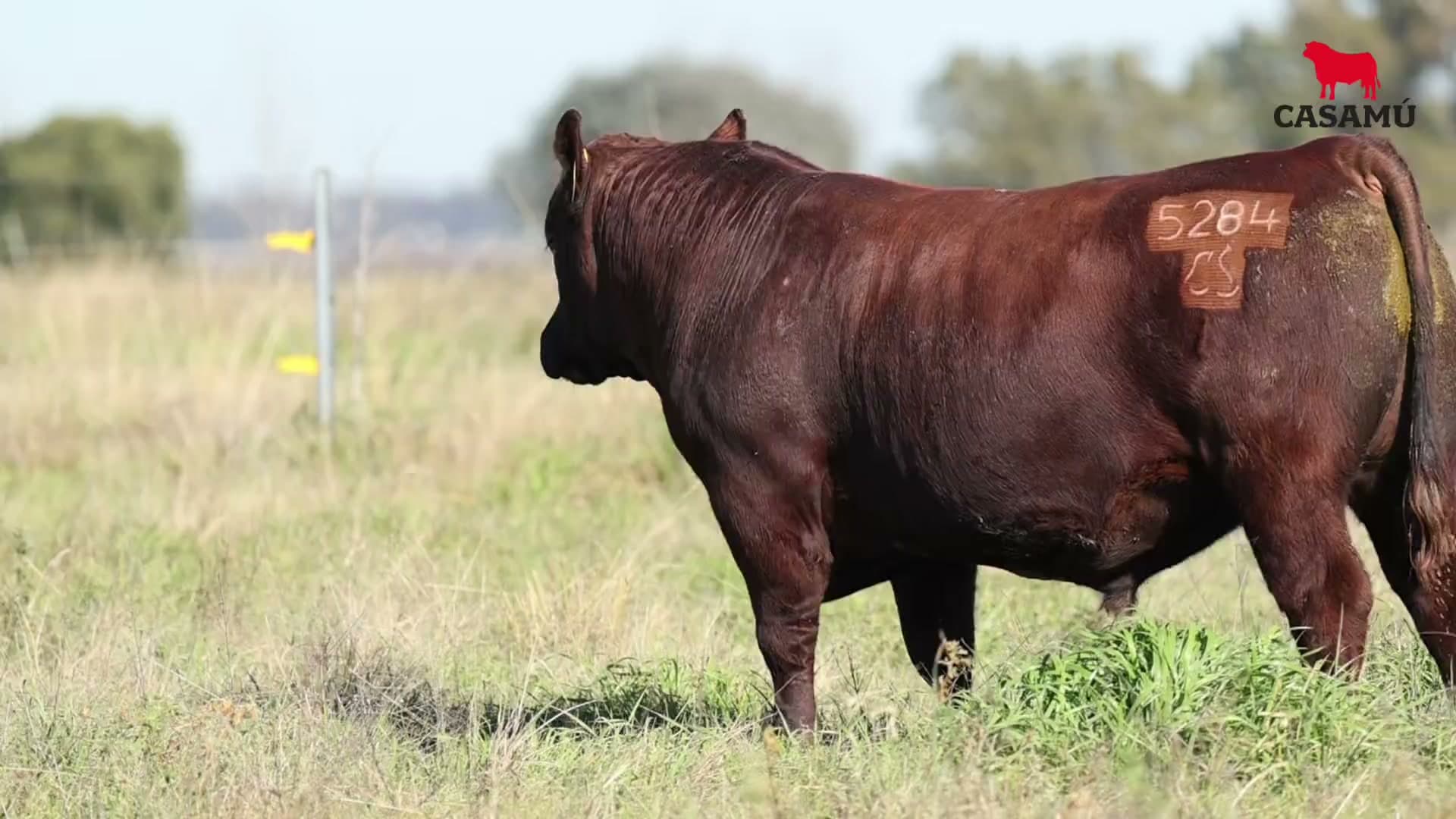 Toro RP 5284 · Lote 16