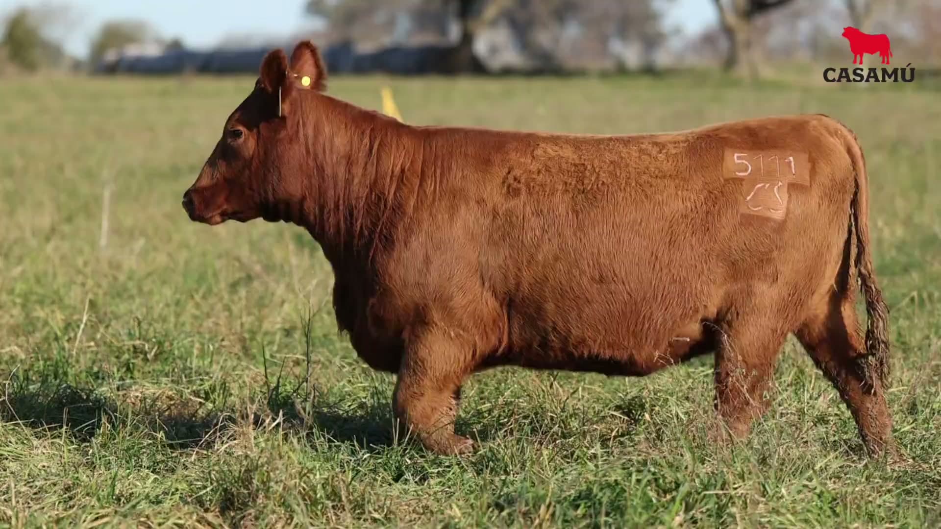 Vaquillona RP 5111 · Lote 65
