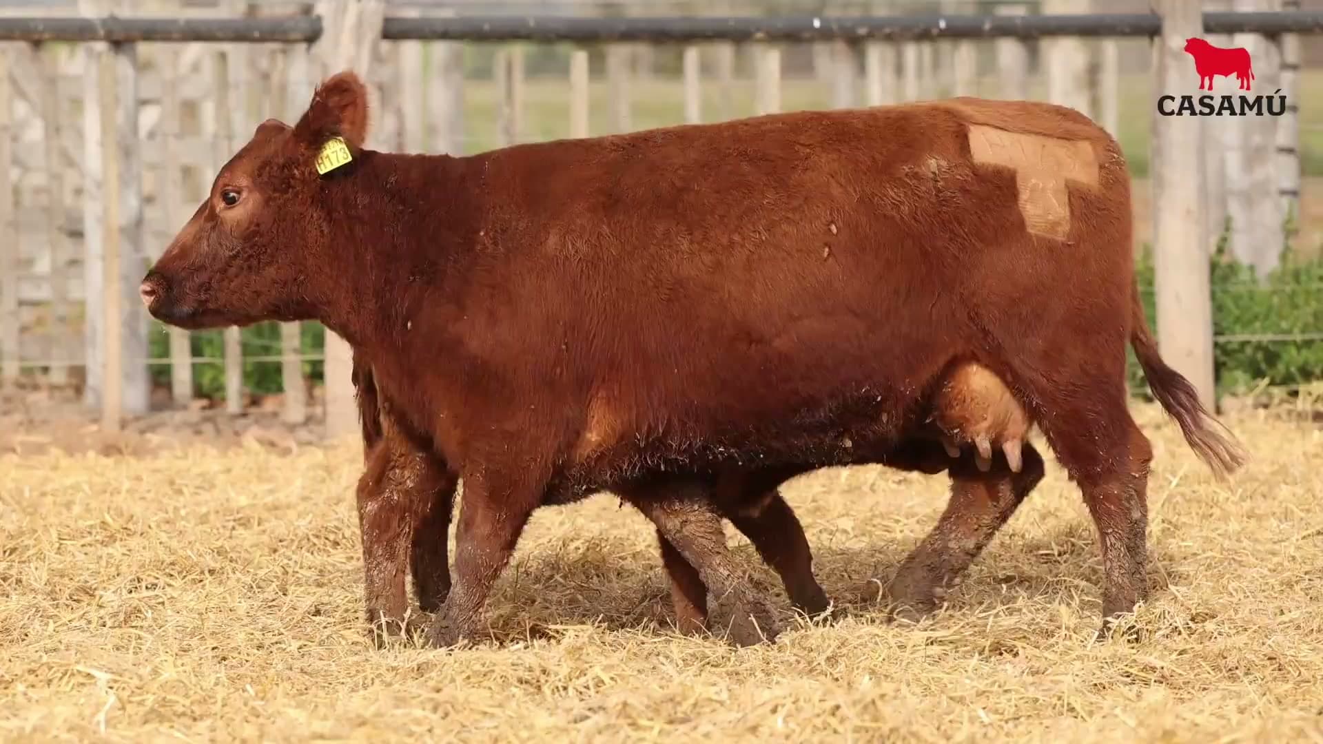 Vaca RP H173 · Lote 52