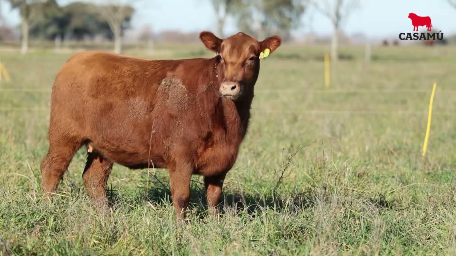 Vaquillona RP 5515 · Lote 73