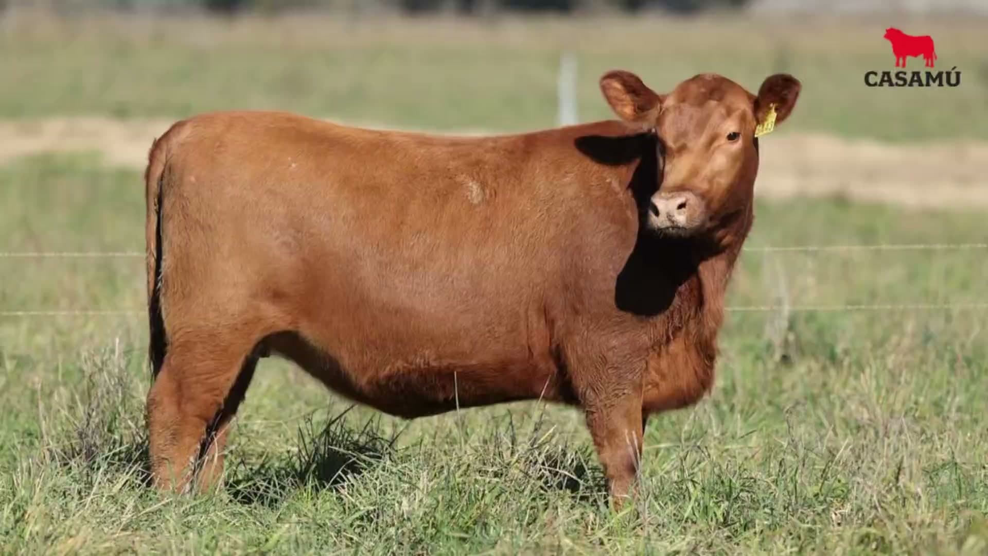 Vaquillona RP 5443 · Lote 71