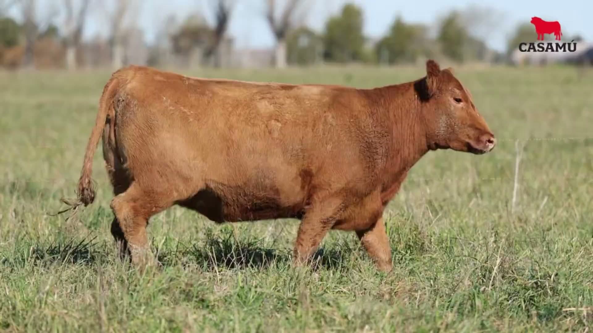 Vaquillona RP 5015 · Lote 73