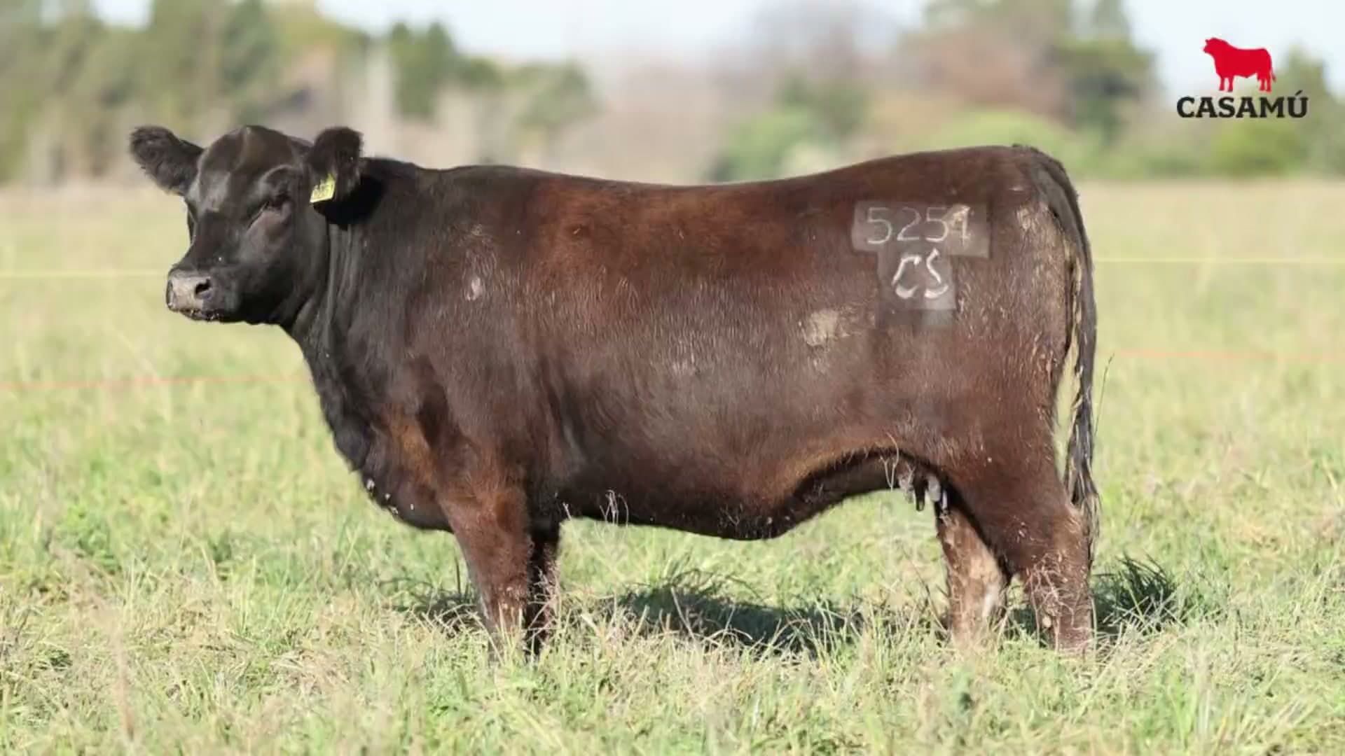 Vaquillona RP 5251 · Lote 69