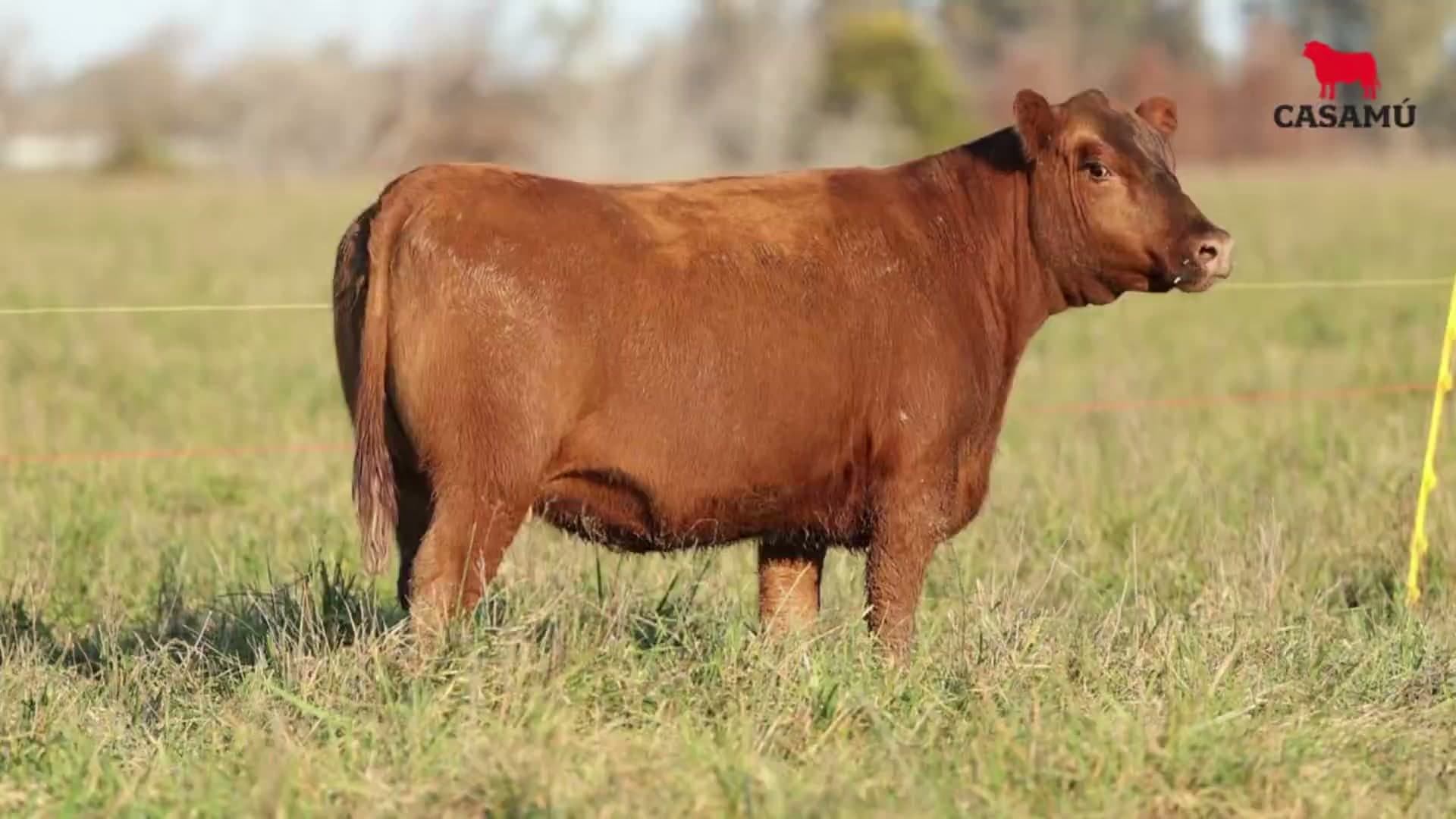 Vaquillona RP 5127 · Lote 71