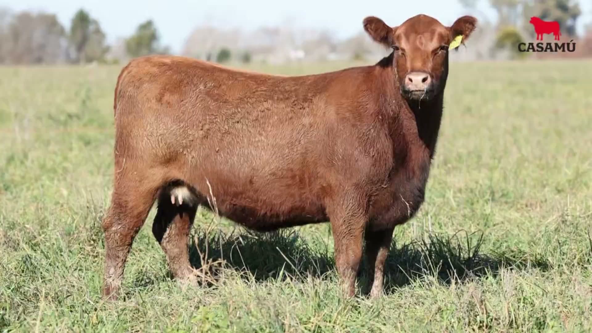 Vaquillona RP 5475 · Lote 73