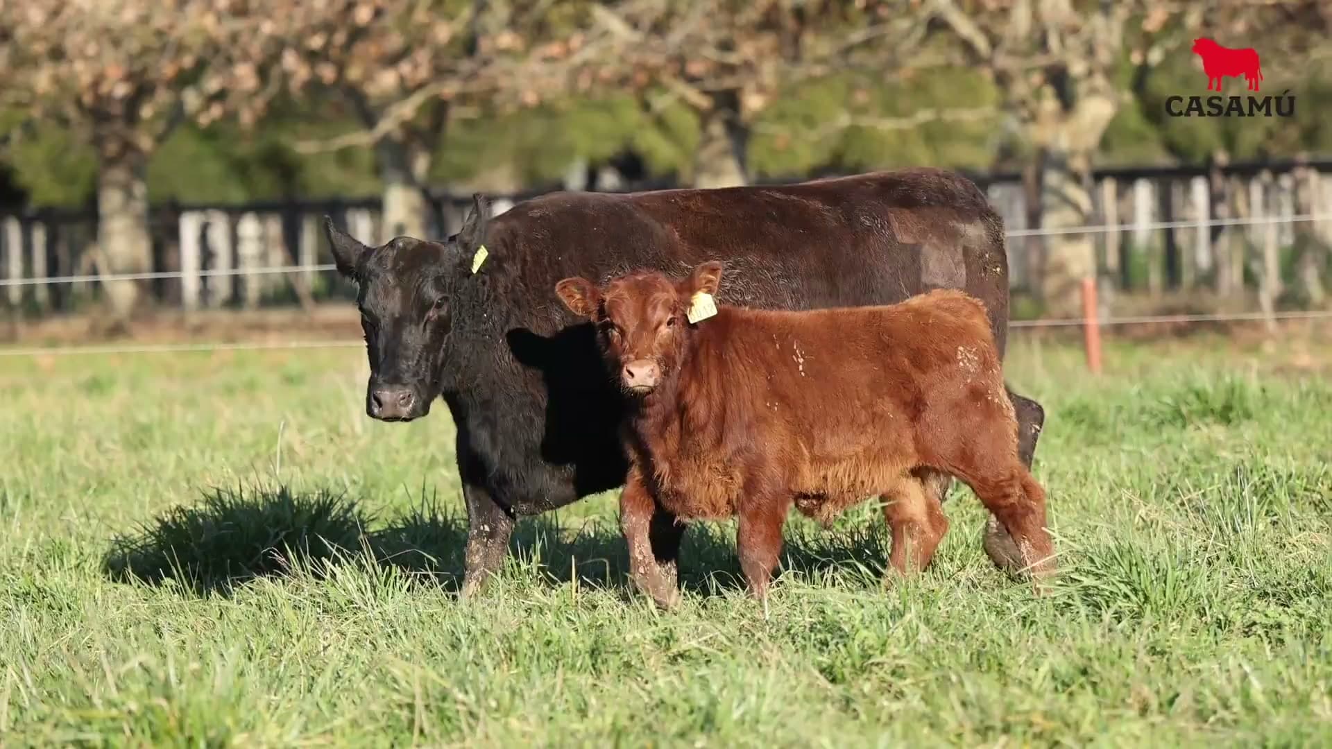 Vaca RP F819 · Lote 48