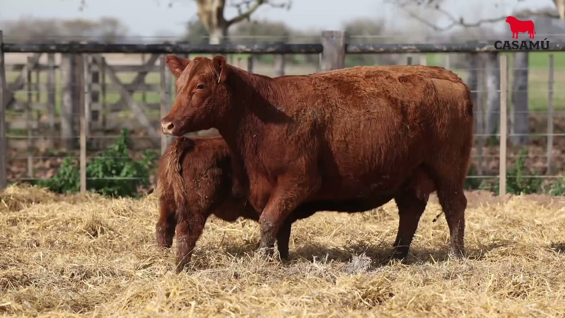 Vaca RP G449 · Lote 52