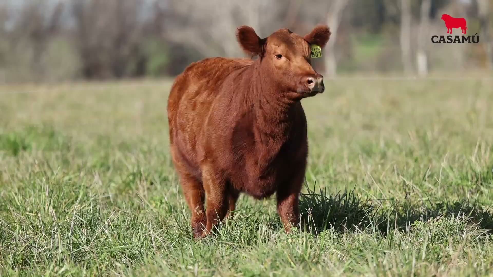 Ternera RP J5681 · Lote 61