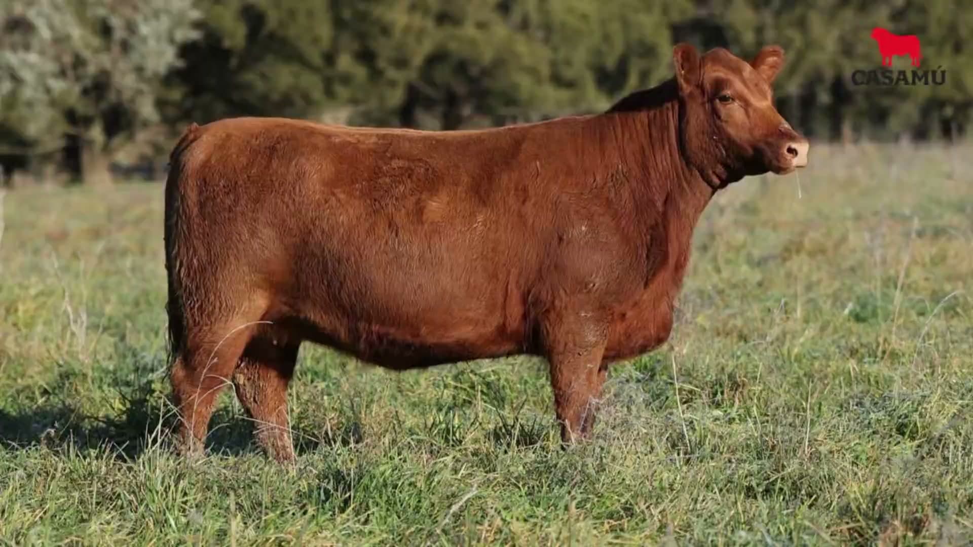 Vaquillona RP 5213 · Lote 64