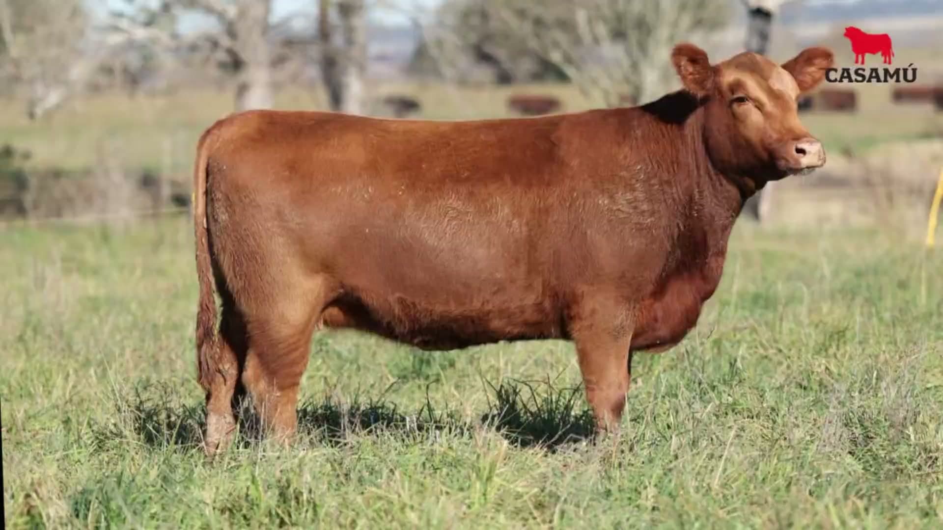 Vaquillona RP 5317 · Lote 74