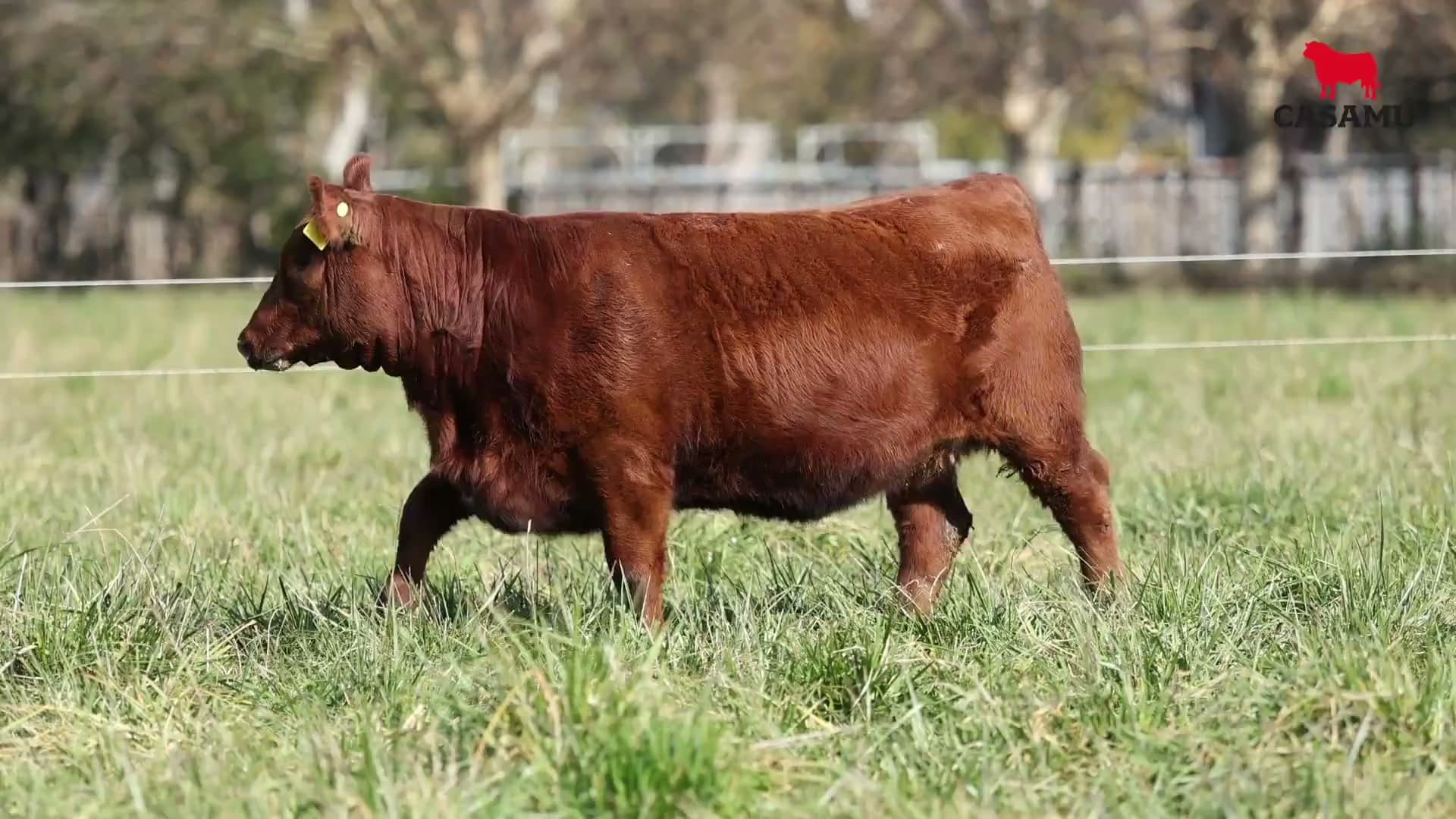 Ternera RP J5697 · Lote 60