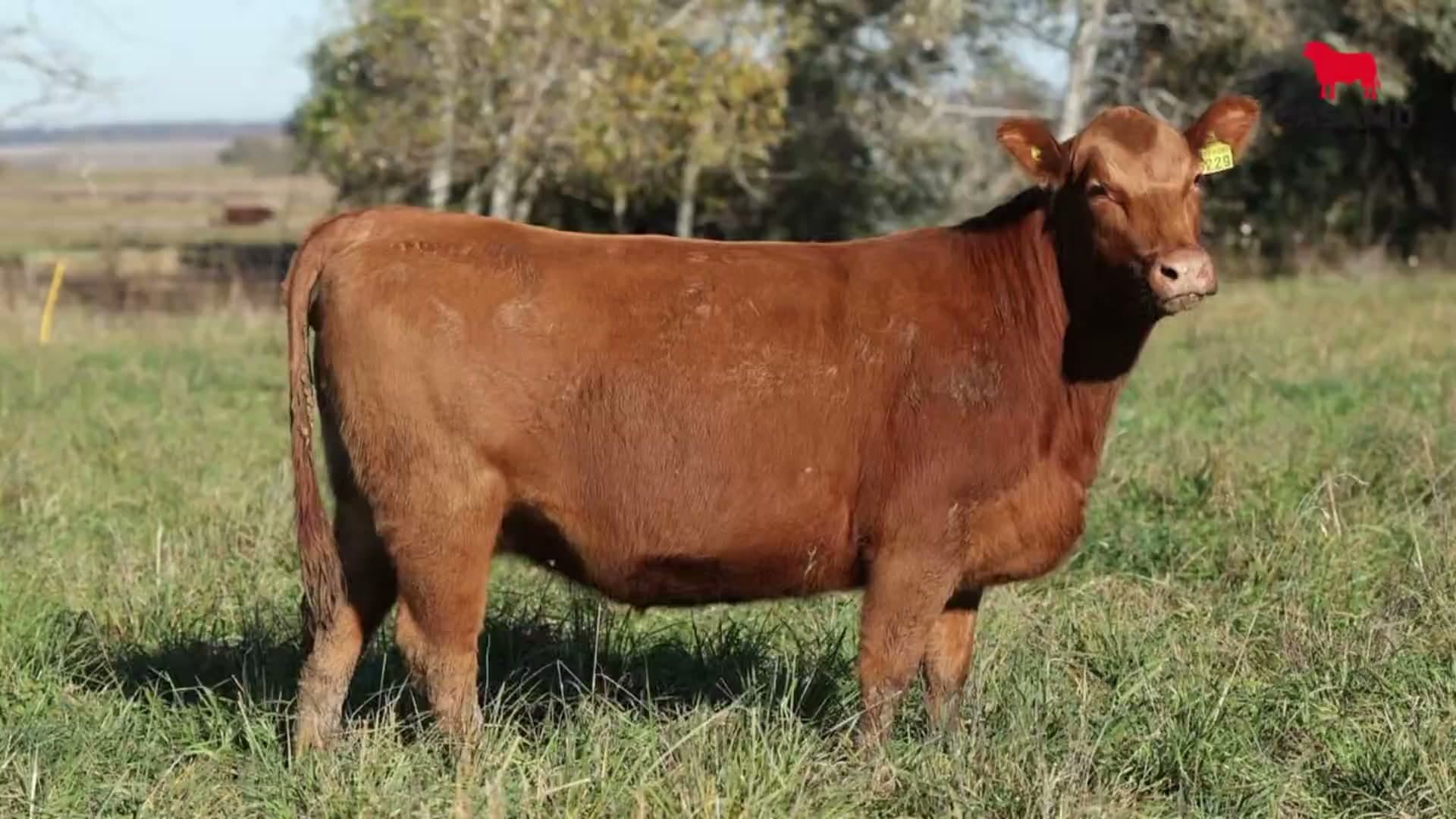 Vaquillona RP 5229 · Lote 68