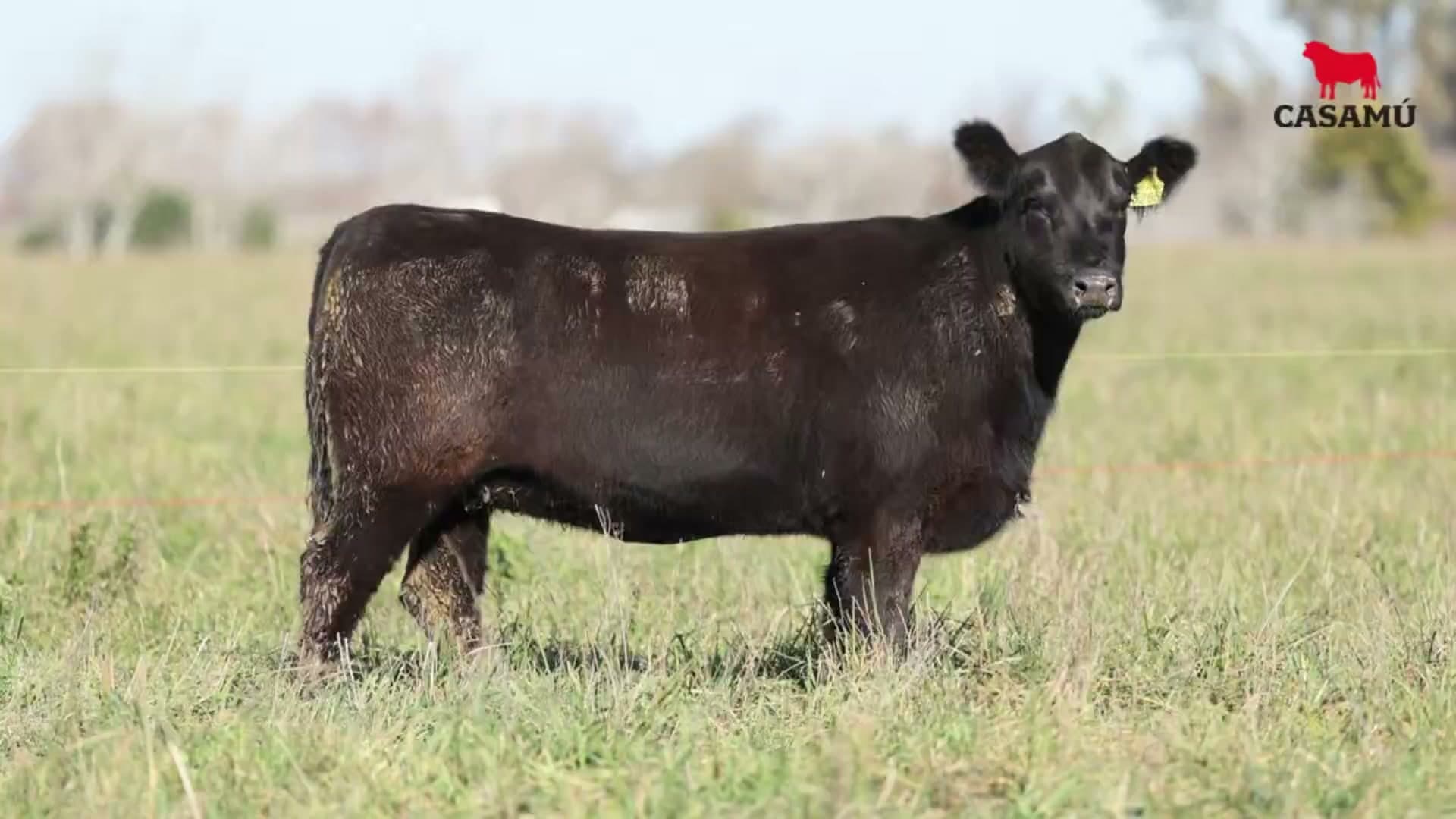 Vaquillona RP 5265 · Lote 75