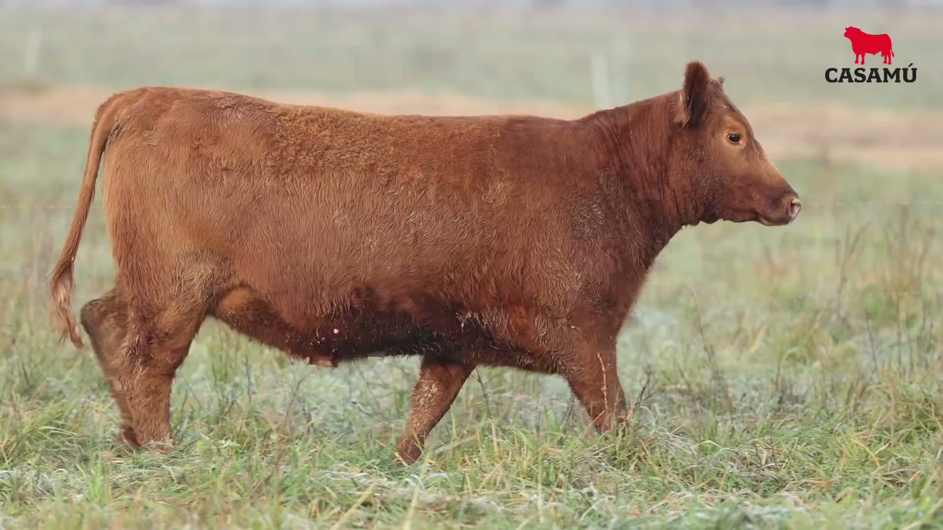 Vaquillona RP 5217 · Lote 63