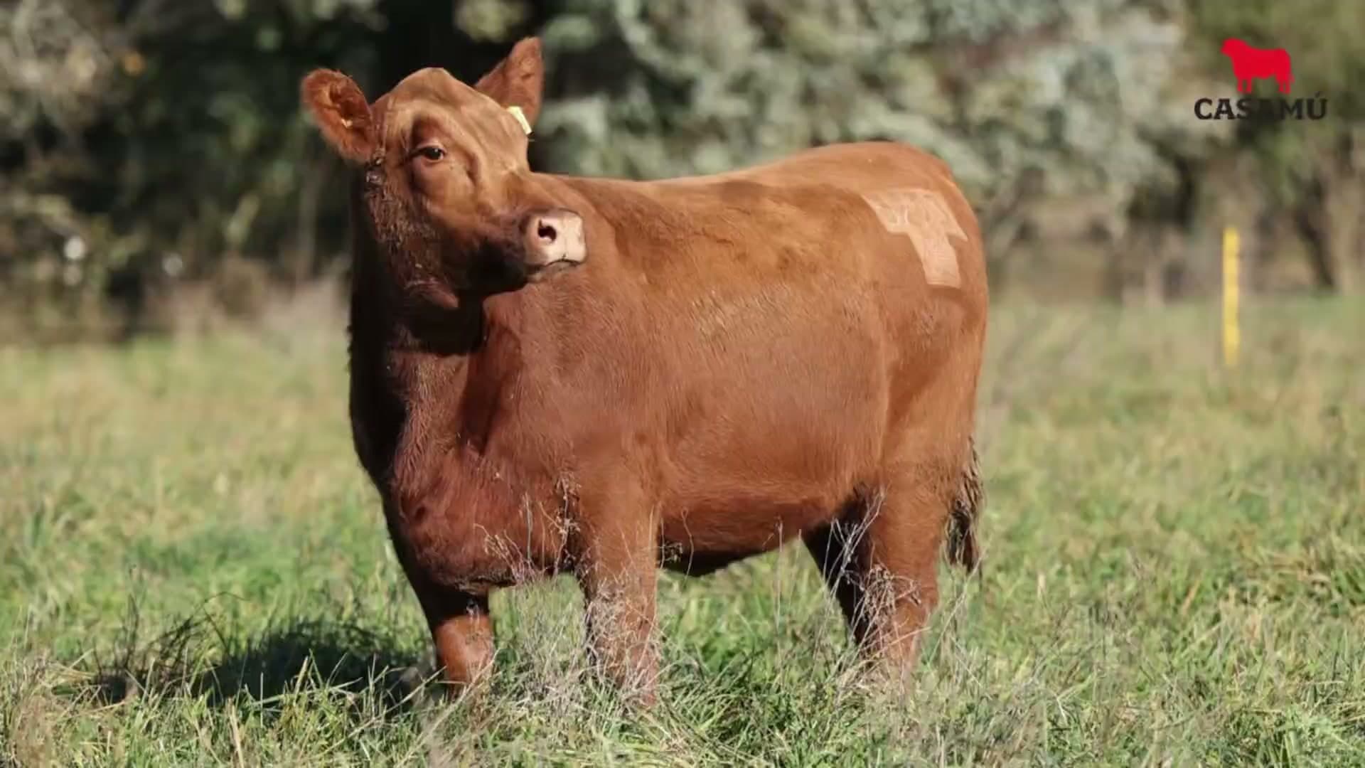 Vaquillona RP 5293 · Lote 74