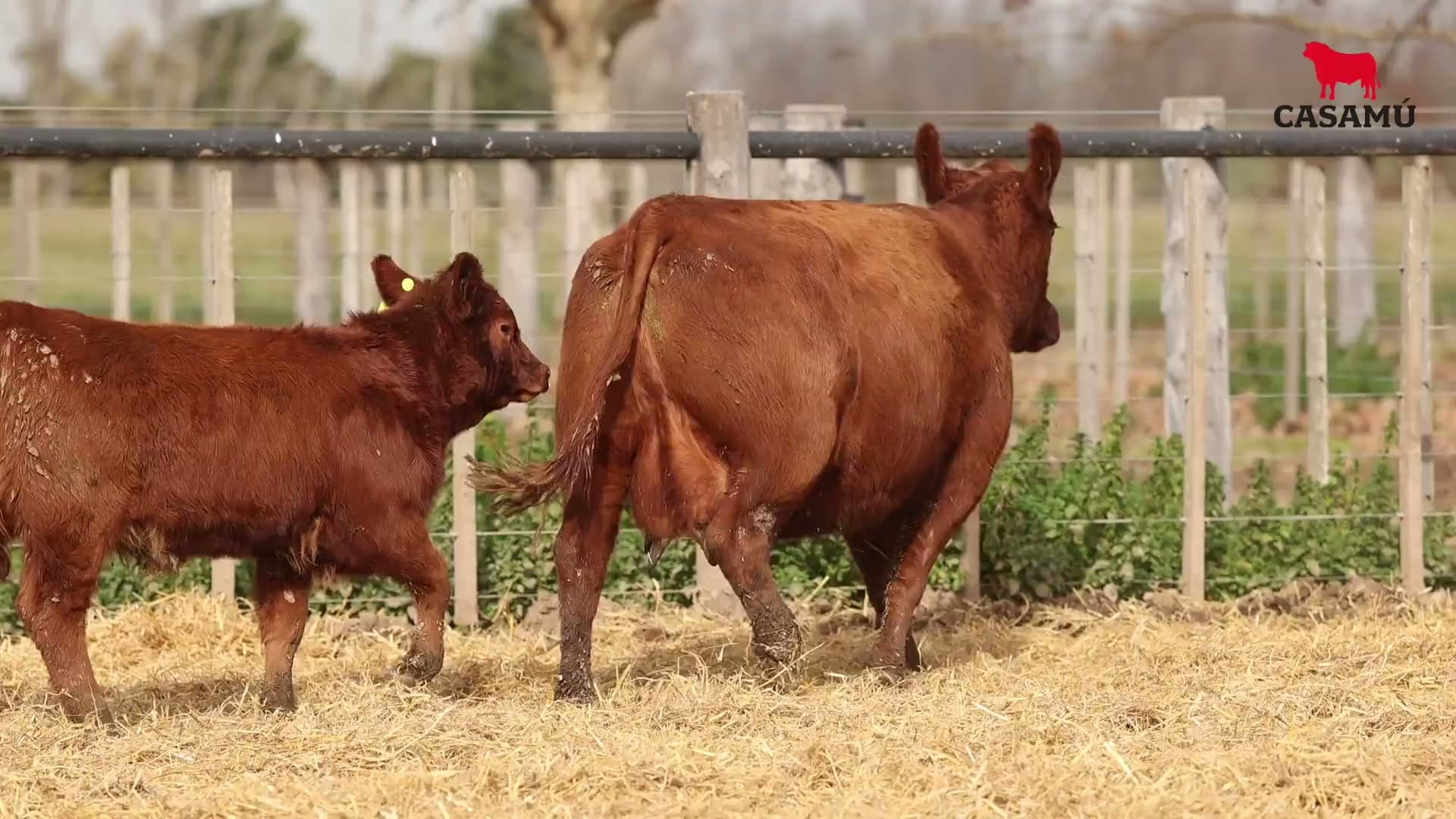 Vaca RP E491 · Lote 48