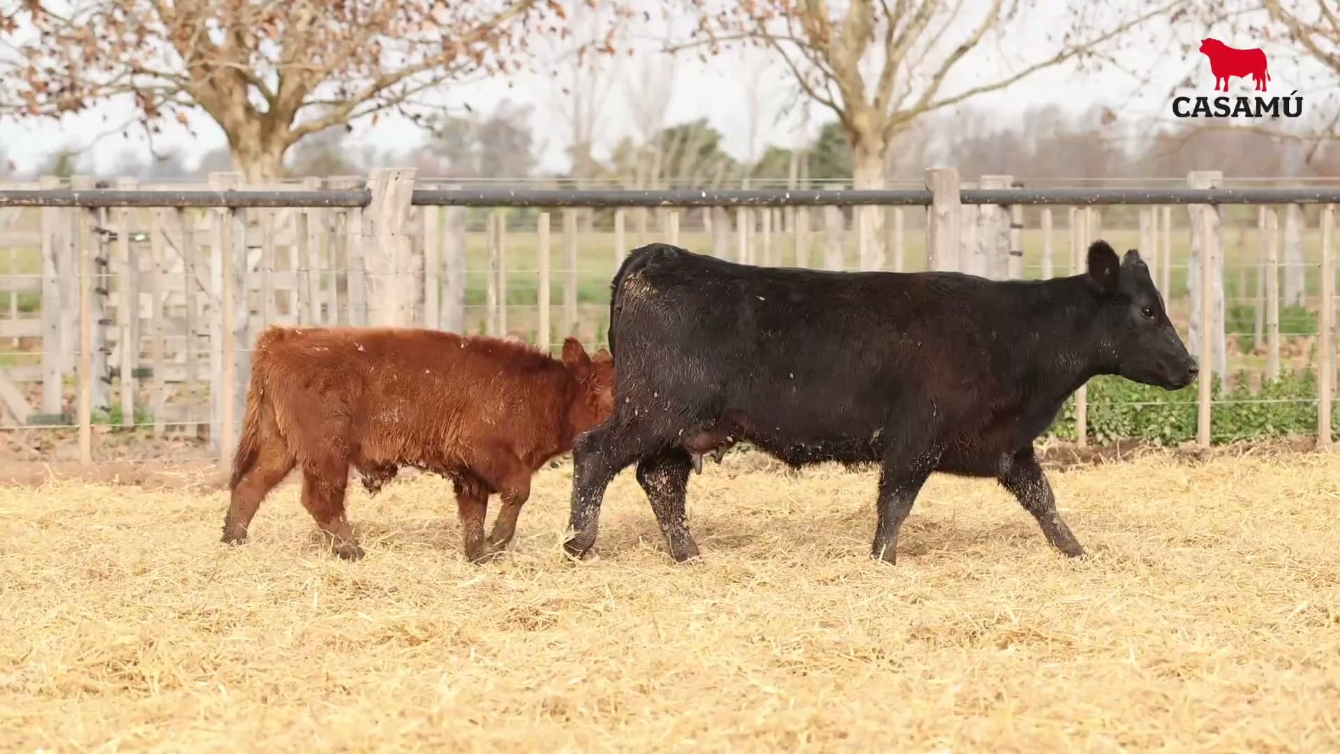 Vaca RP G799 · Lote 58