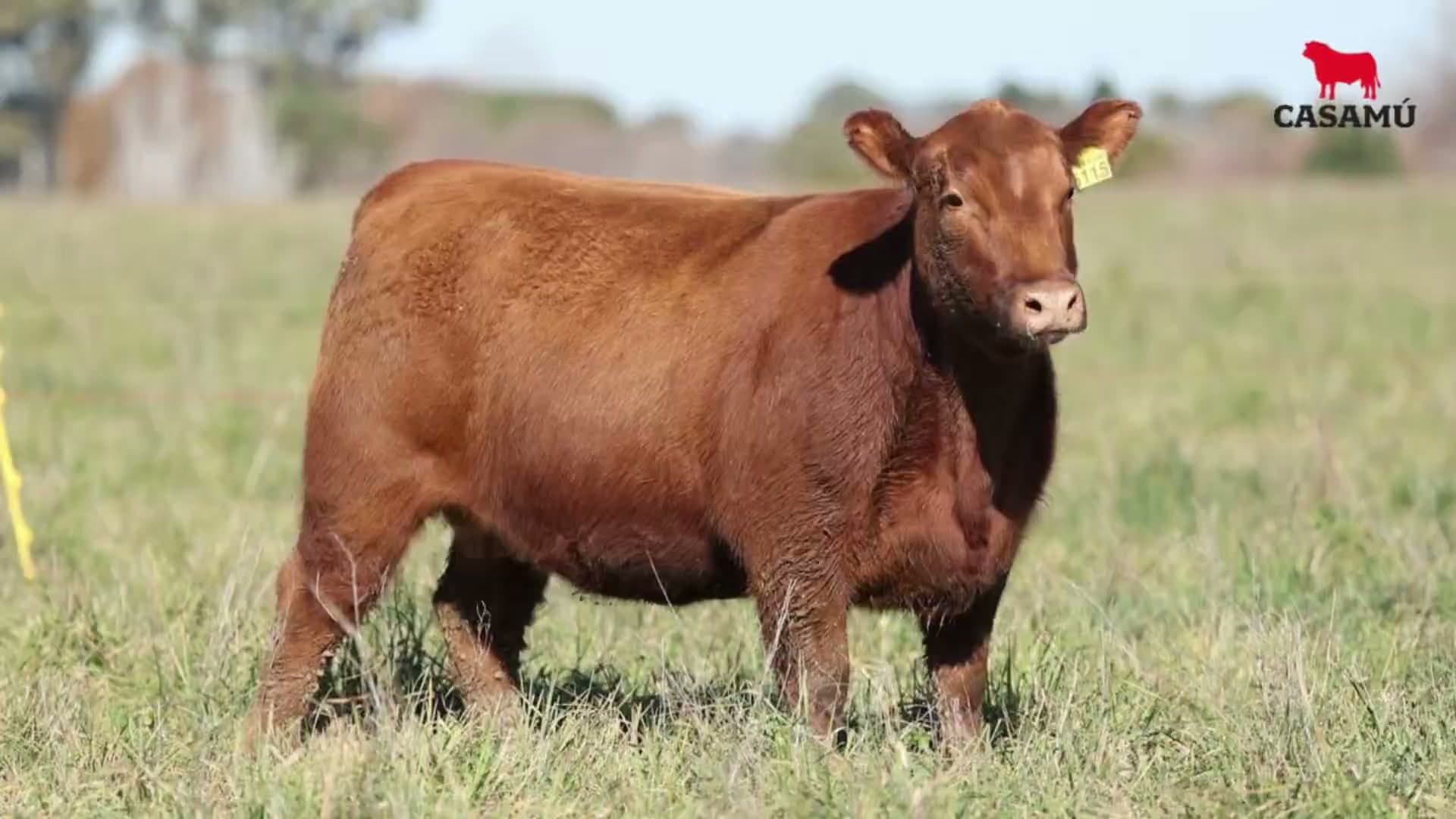 Vaquillona RP 5115 · Lote 62