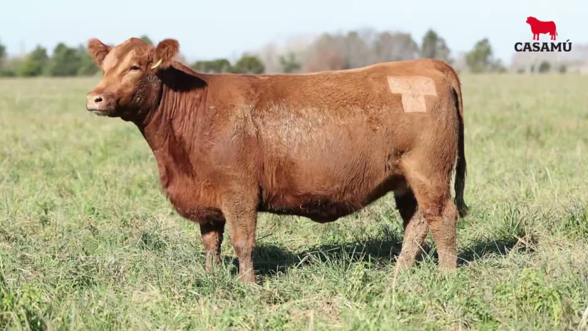 Vaquillona RP 5363 · Lote 63