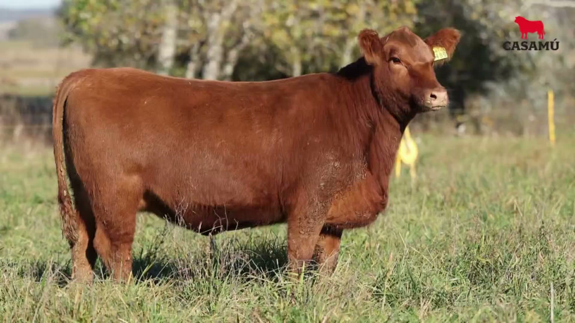Vaquillona RP 5189 · Lote 71