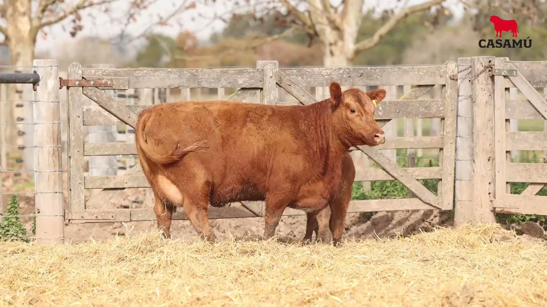 Vaca RP H275 · Lote 47