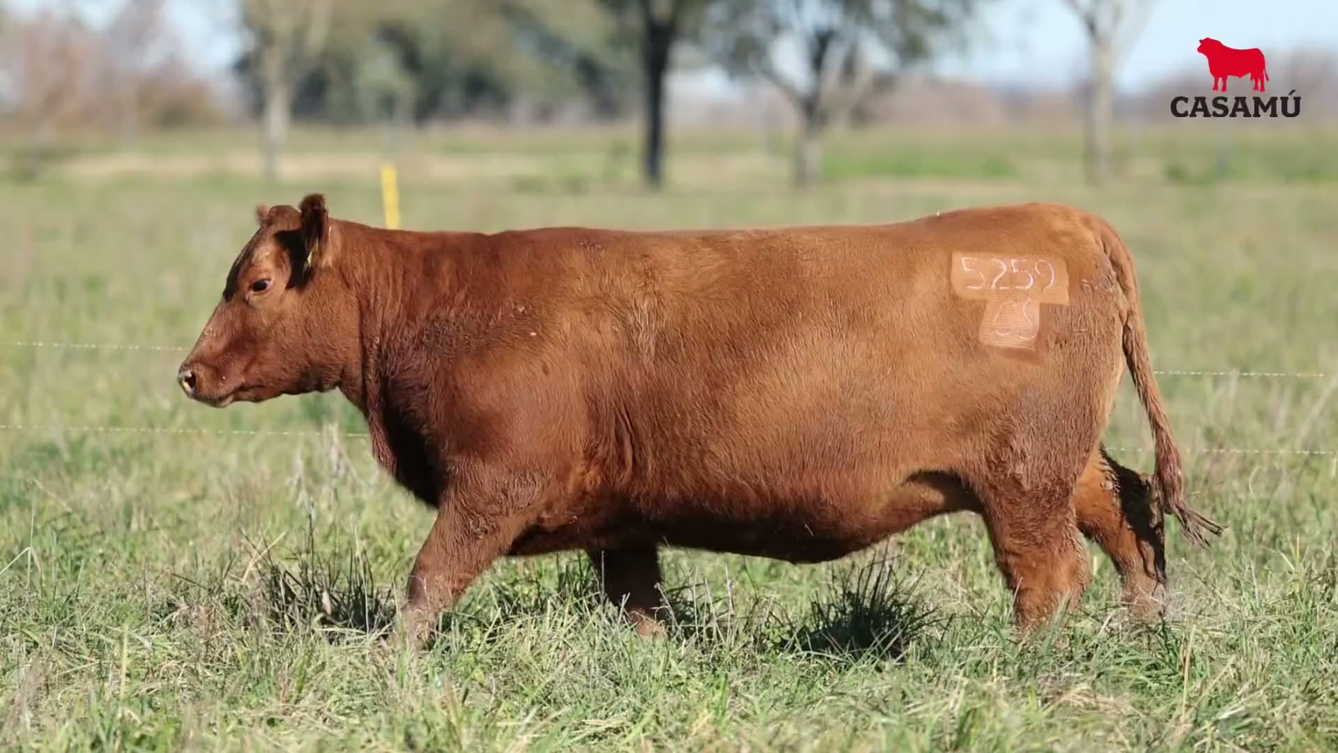 Vaquillona RP 5259 · Lote 68