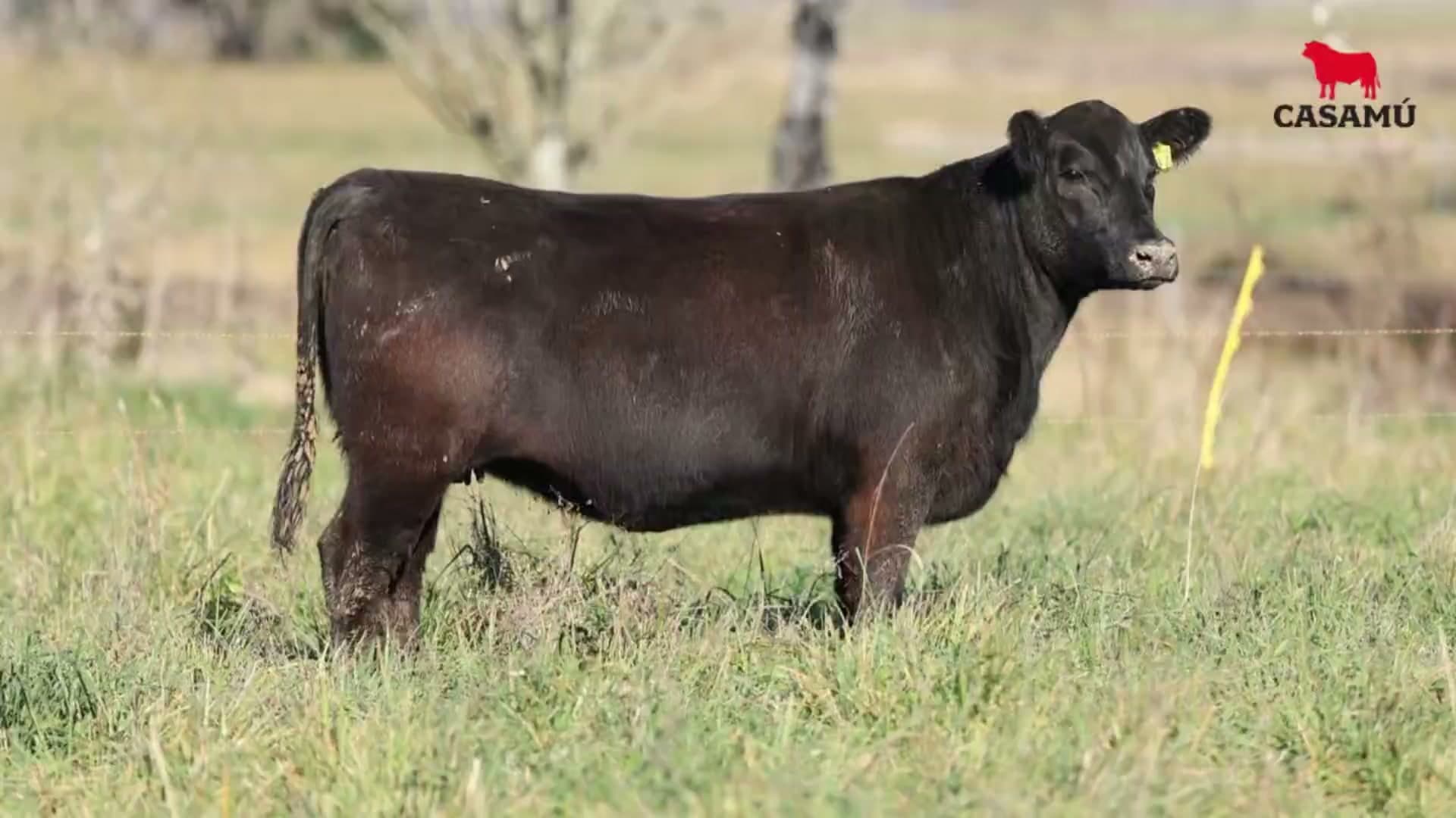 Vaquillona RP 5437 · Lote 75