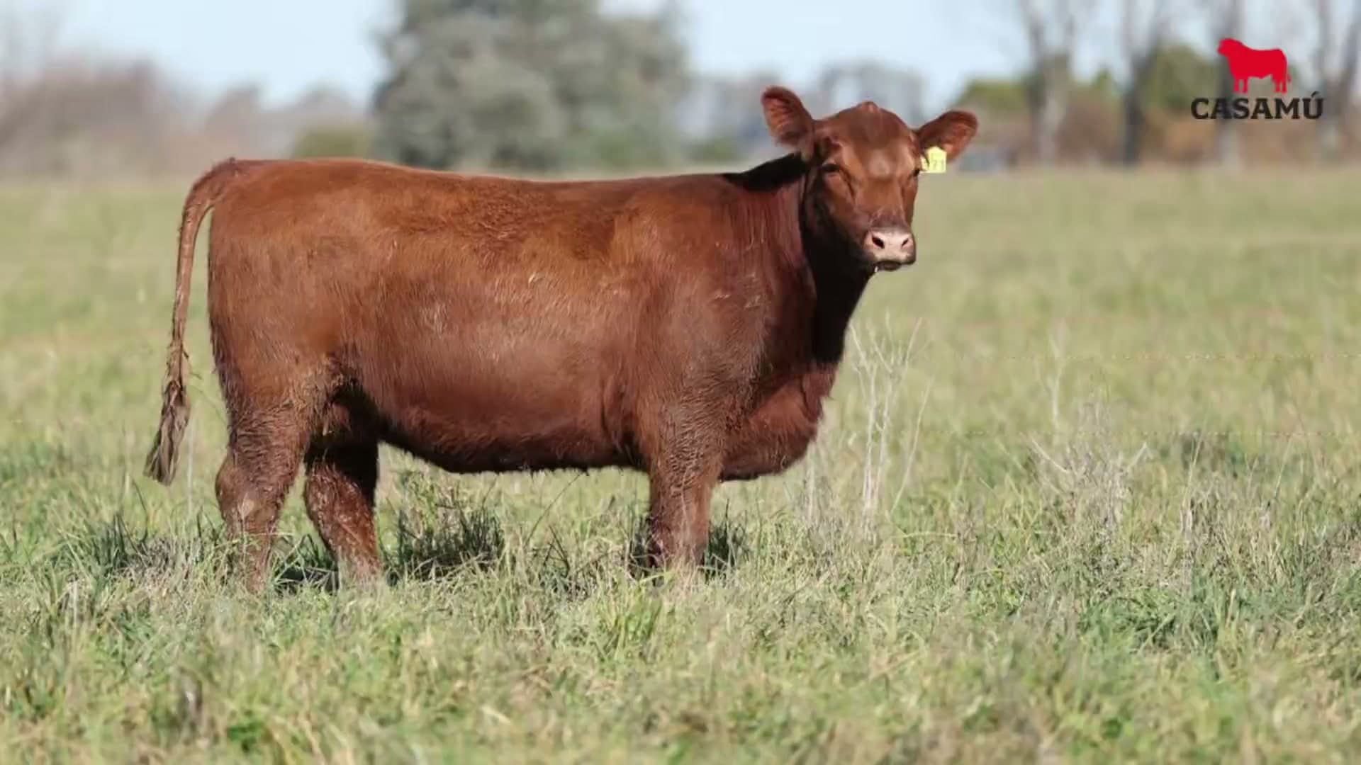 Vaquillona RP 5371 · Lote 67