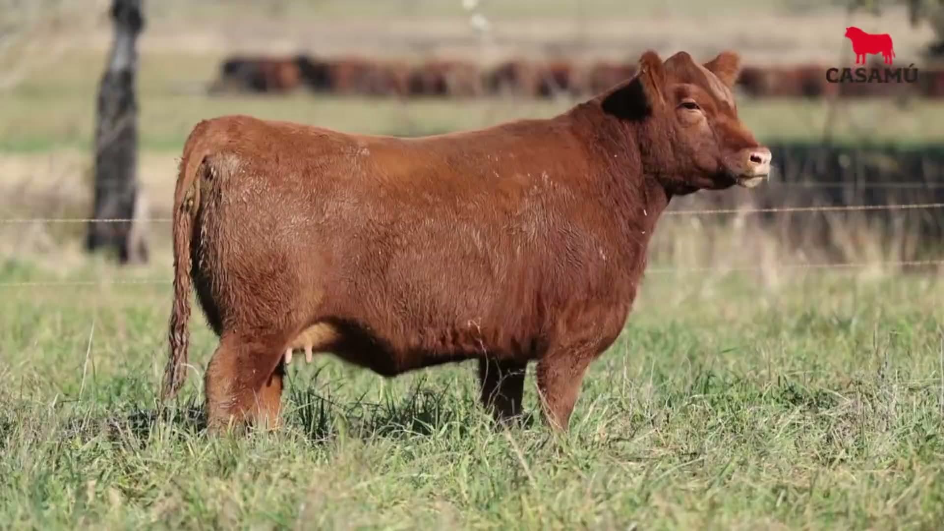 Vaquillona RP 5107 · Lote 67