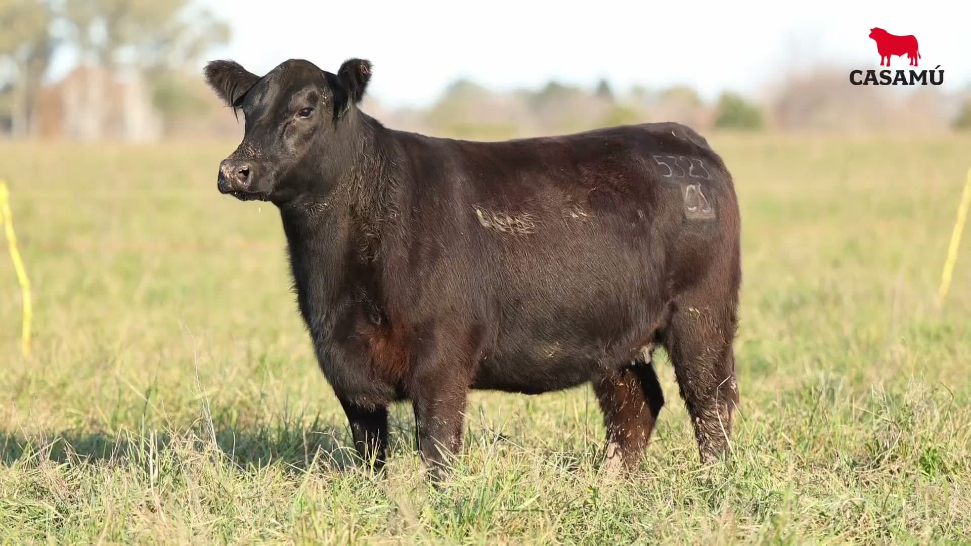 Vaquillona RP 5323 · Lote 69