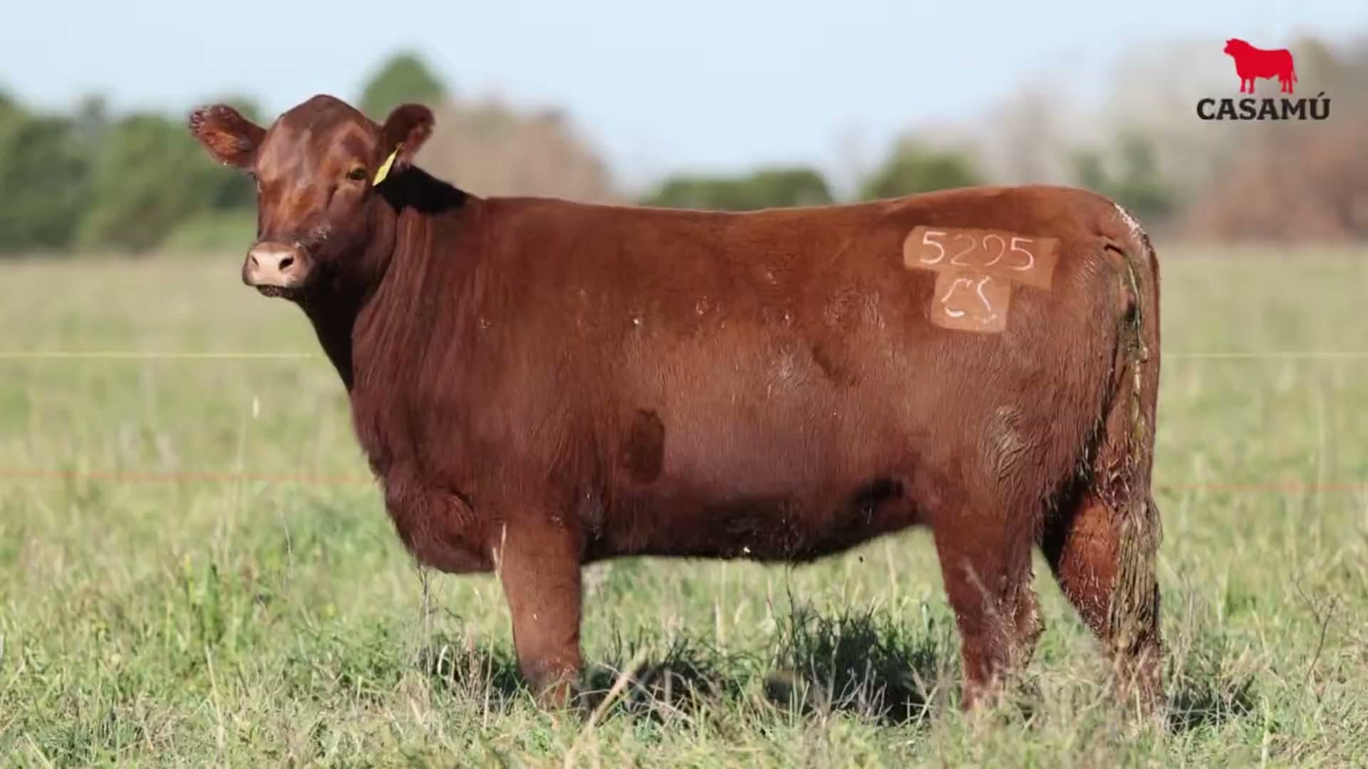 Vaquillona RP 5295 · Lote 74
