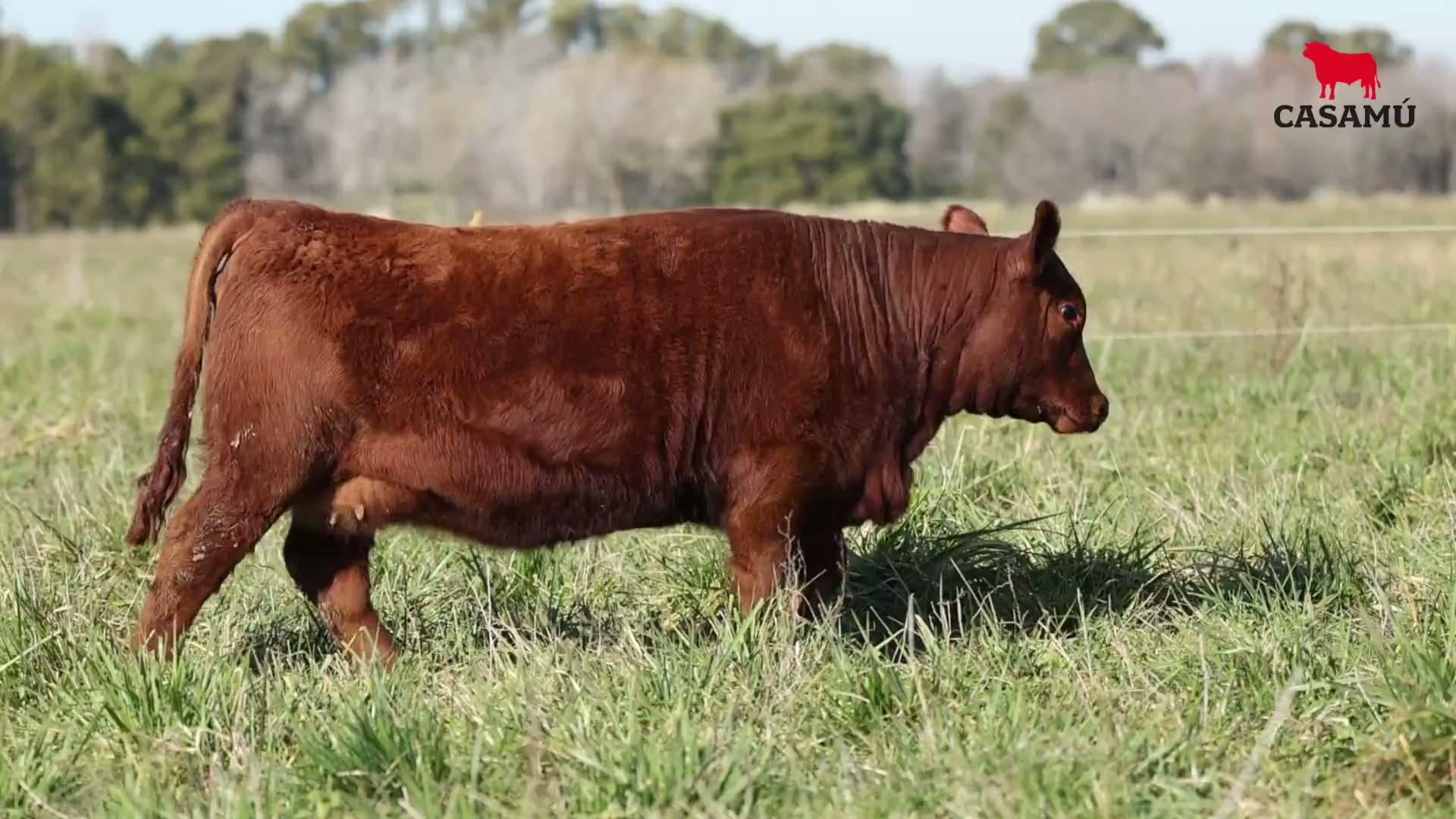 Ternera RP J5807 · Lote 61