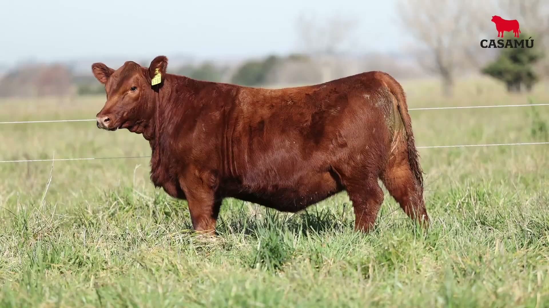 Ternera RP J5781 · Lote 60