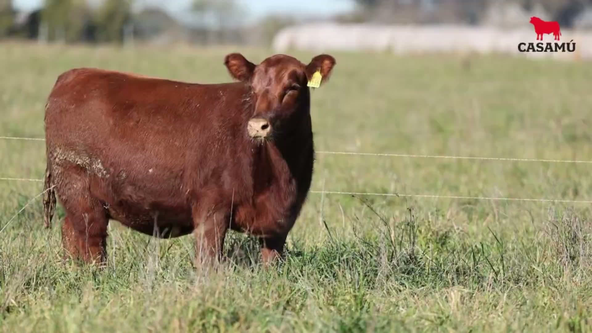 Vaquillona RP 5155 · Lote 62