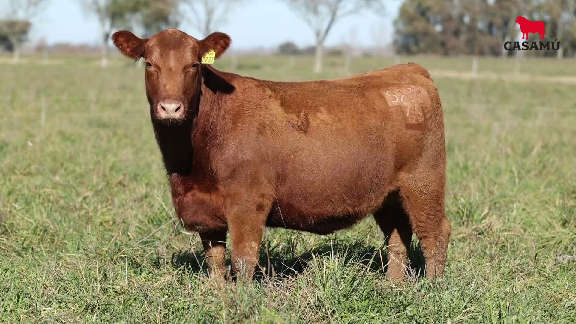 Vaquillona RP 5237 · Lote 63