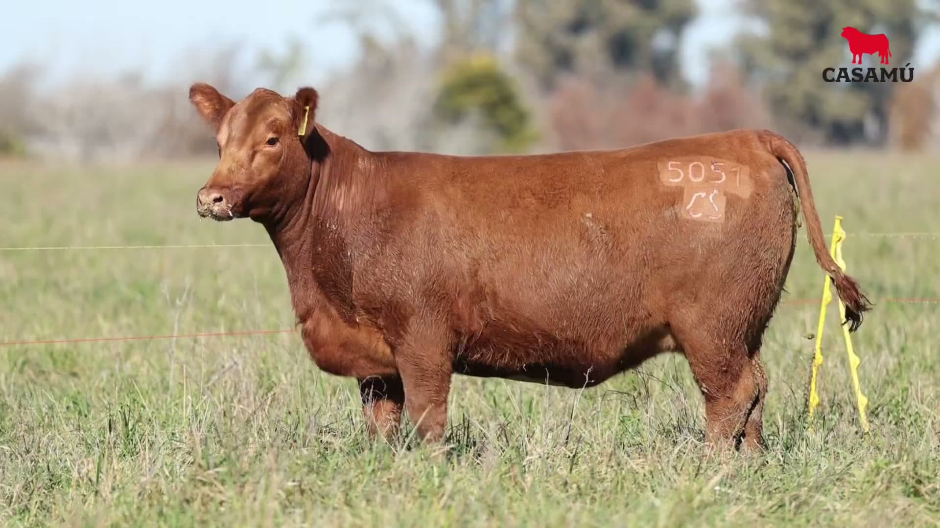 Vaquillona RP 5051 · Lote 68