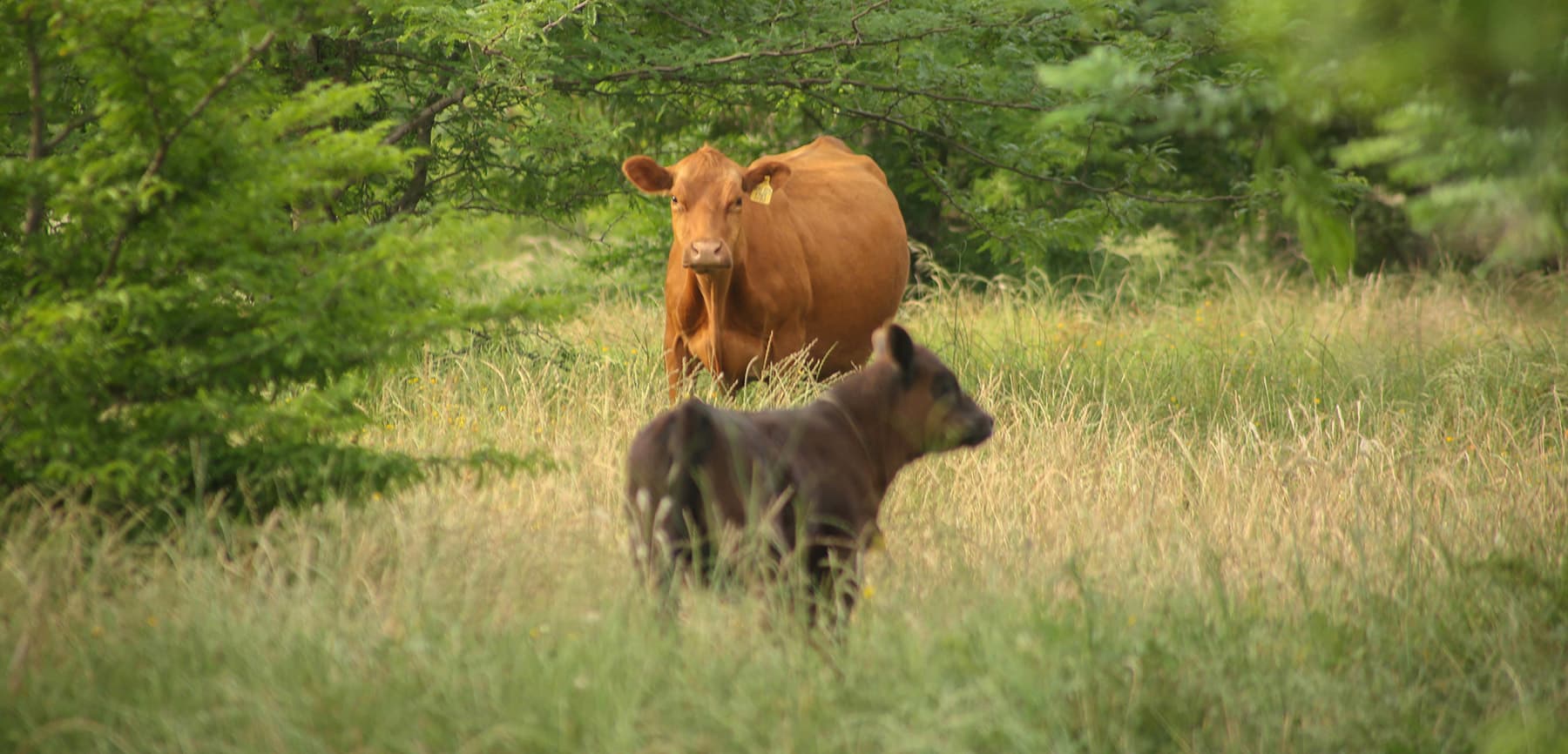 Vaca Angus colorado con su cría en campo natural