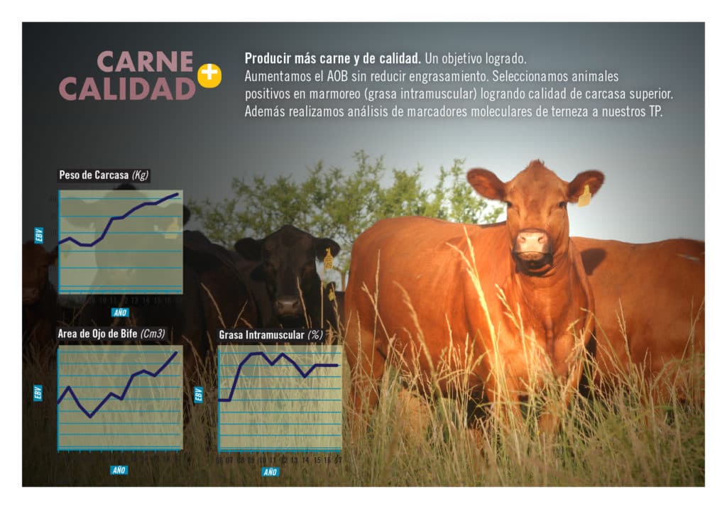 Evolución genética del rodeo Casamú — Gráfico 5