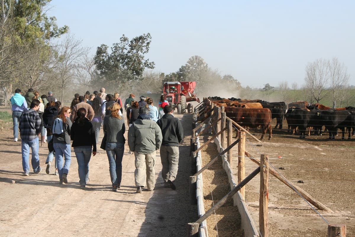 Recorrida por feedlot en Casamú