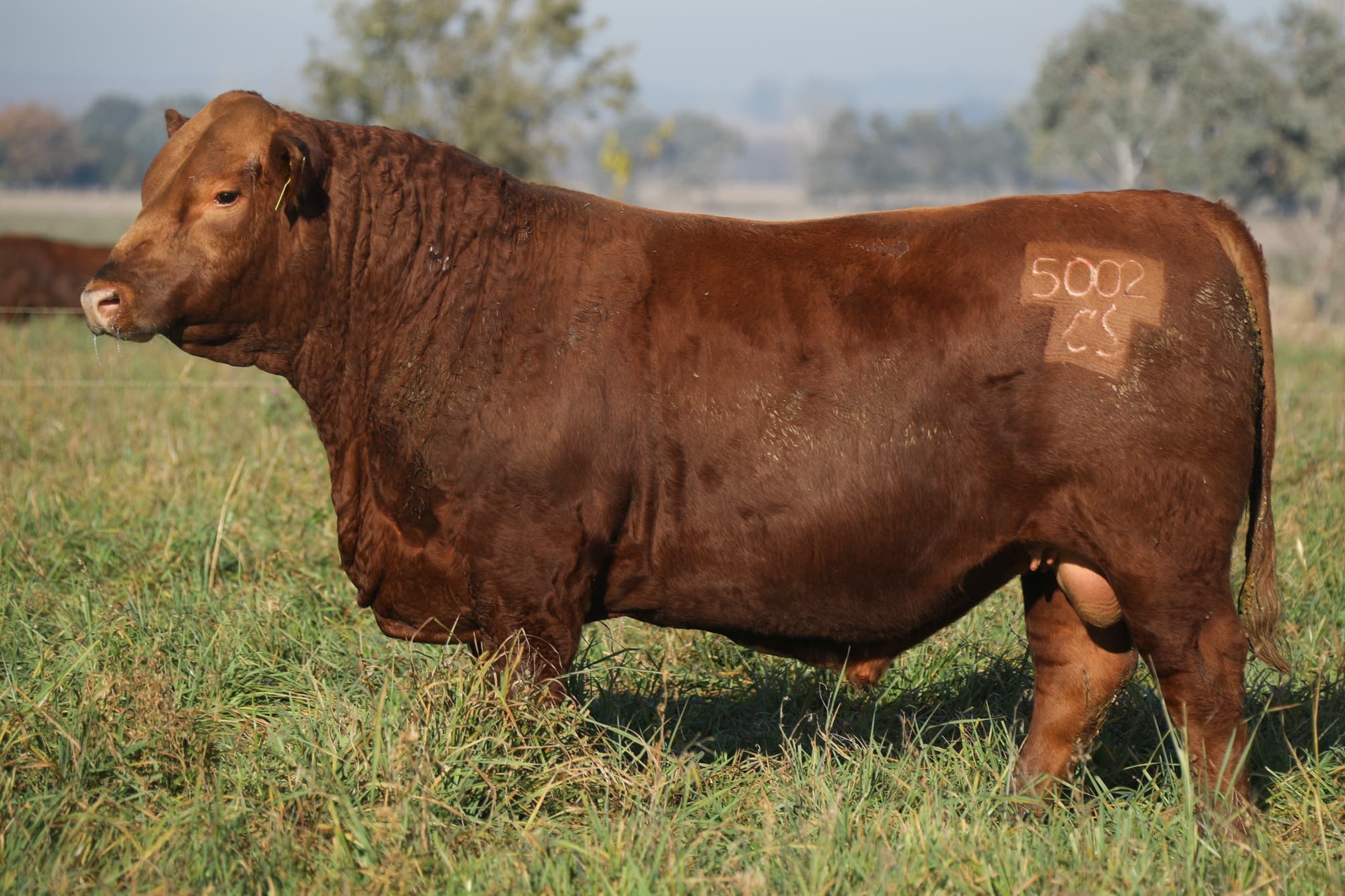 Toro RP 5002