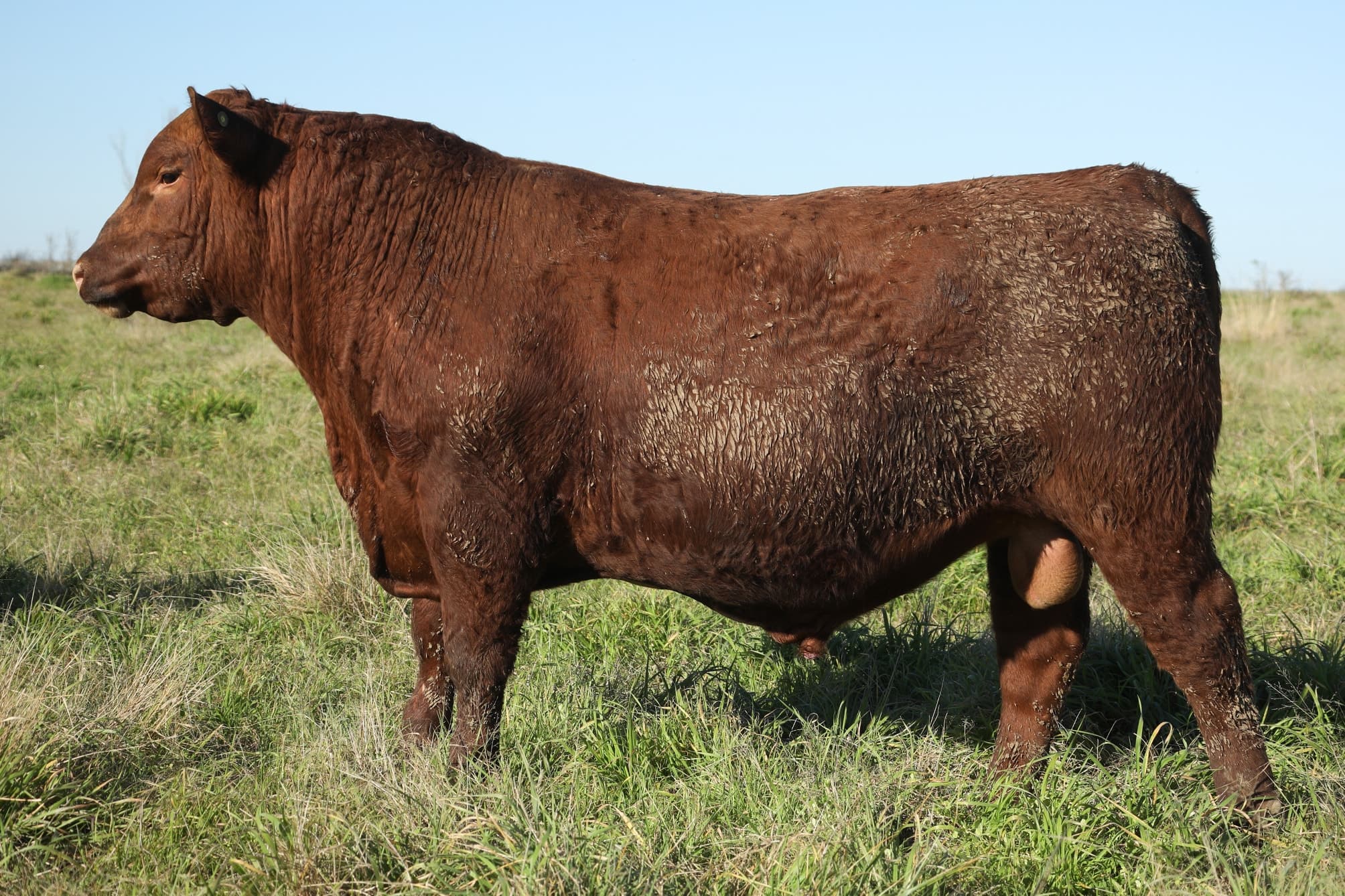 Toro RP 5024