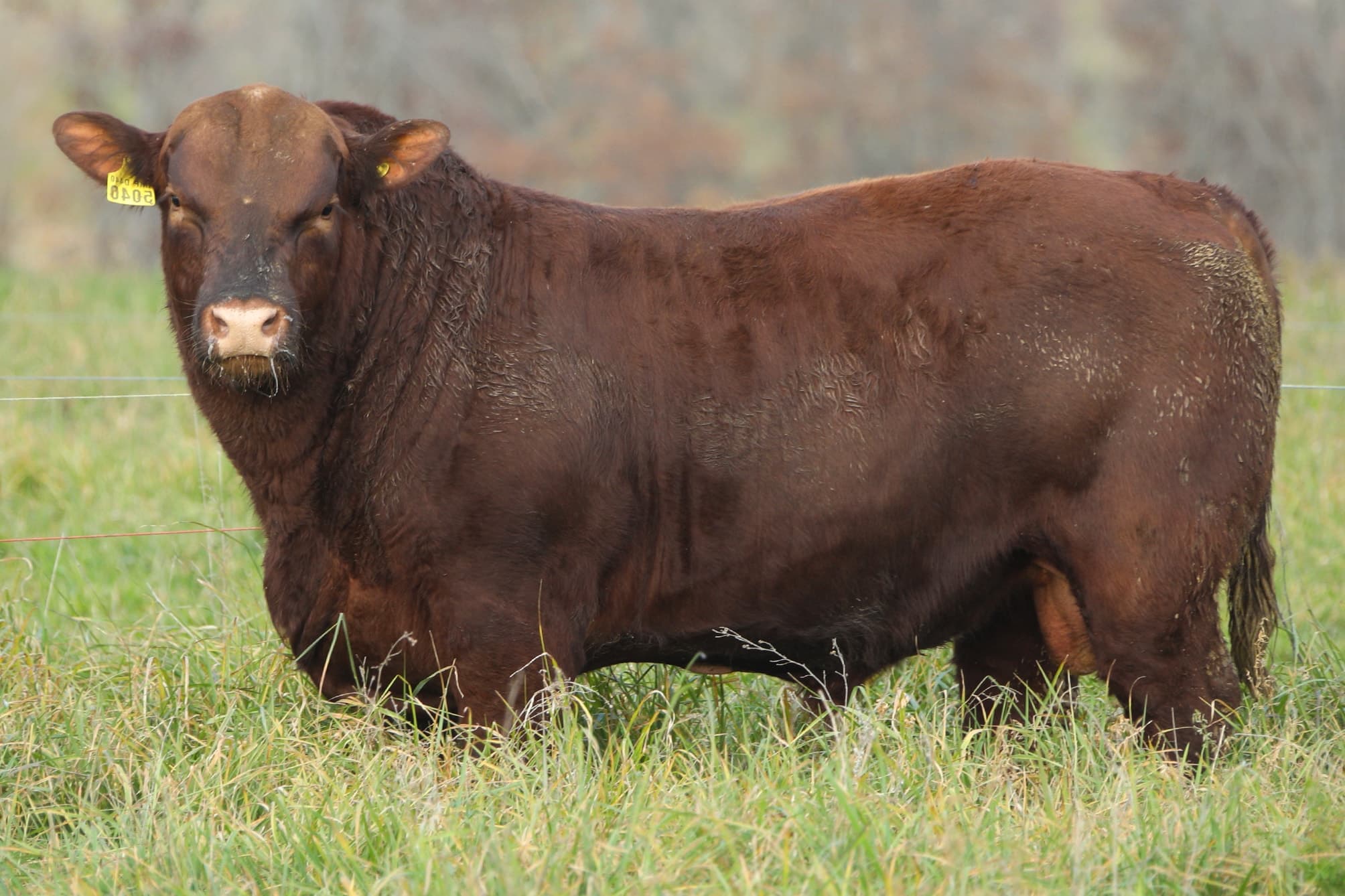 Toro RP 5040